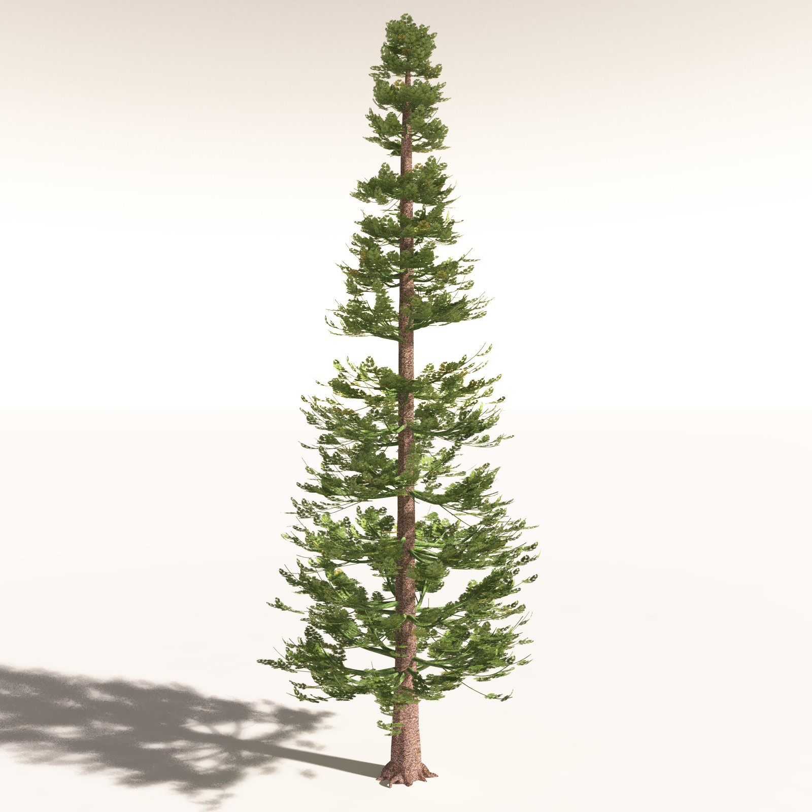 EVERYPlant Walchia Piniformis for Daz by N/A
