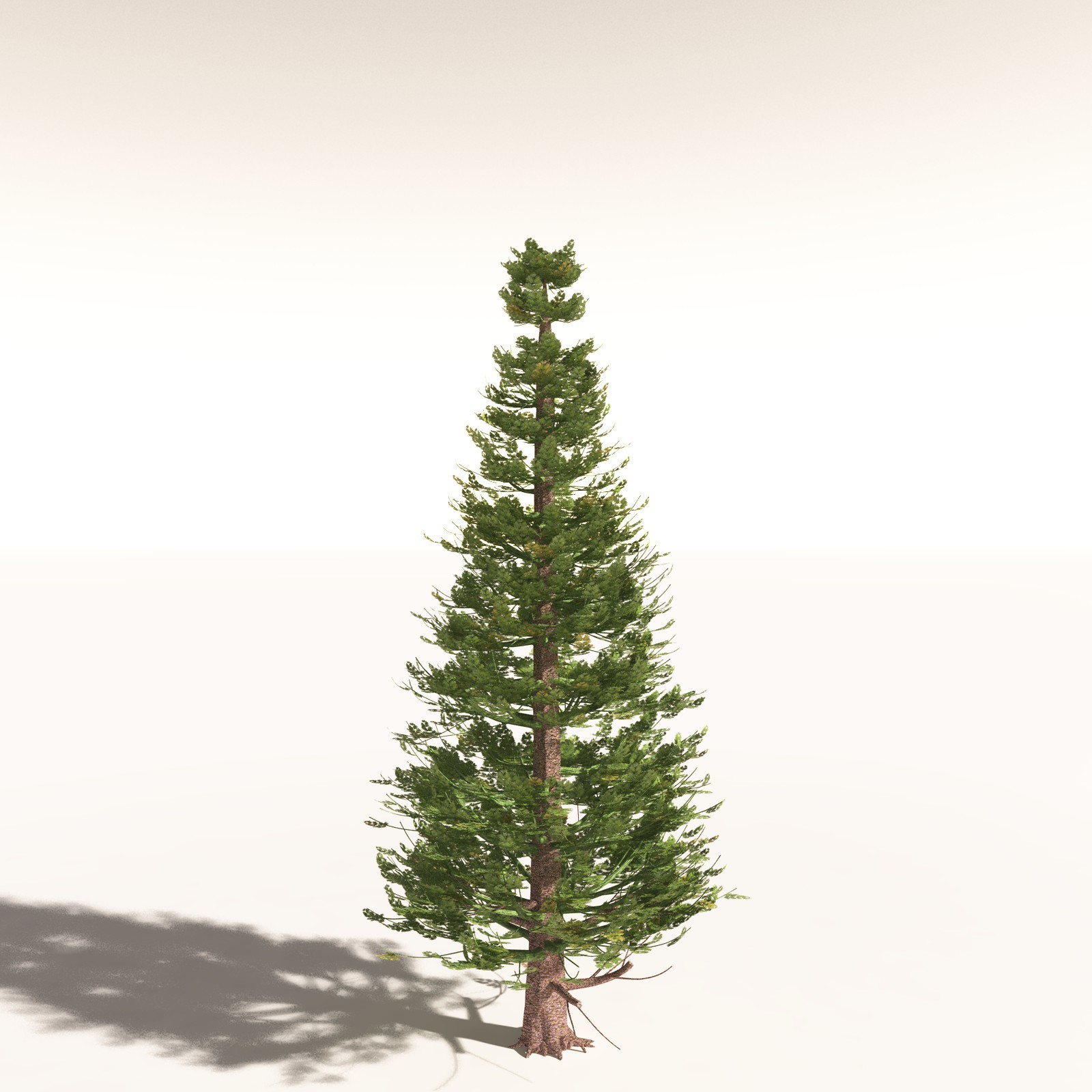 EVERYPlant Walchia Piniformis for Daz by N/A