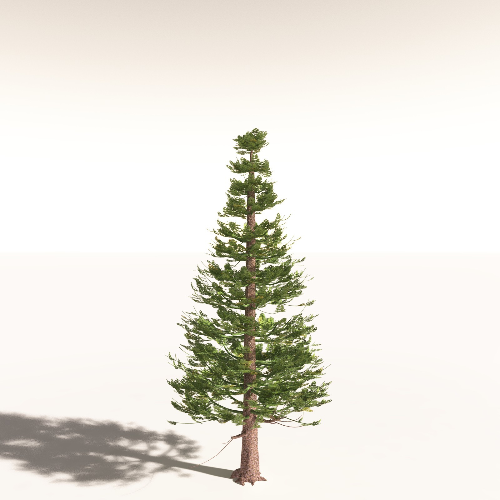 EVERYPlant Walchia Piniformis for Daz by N/A