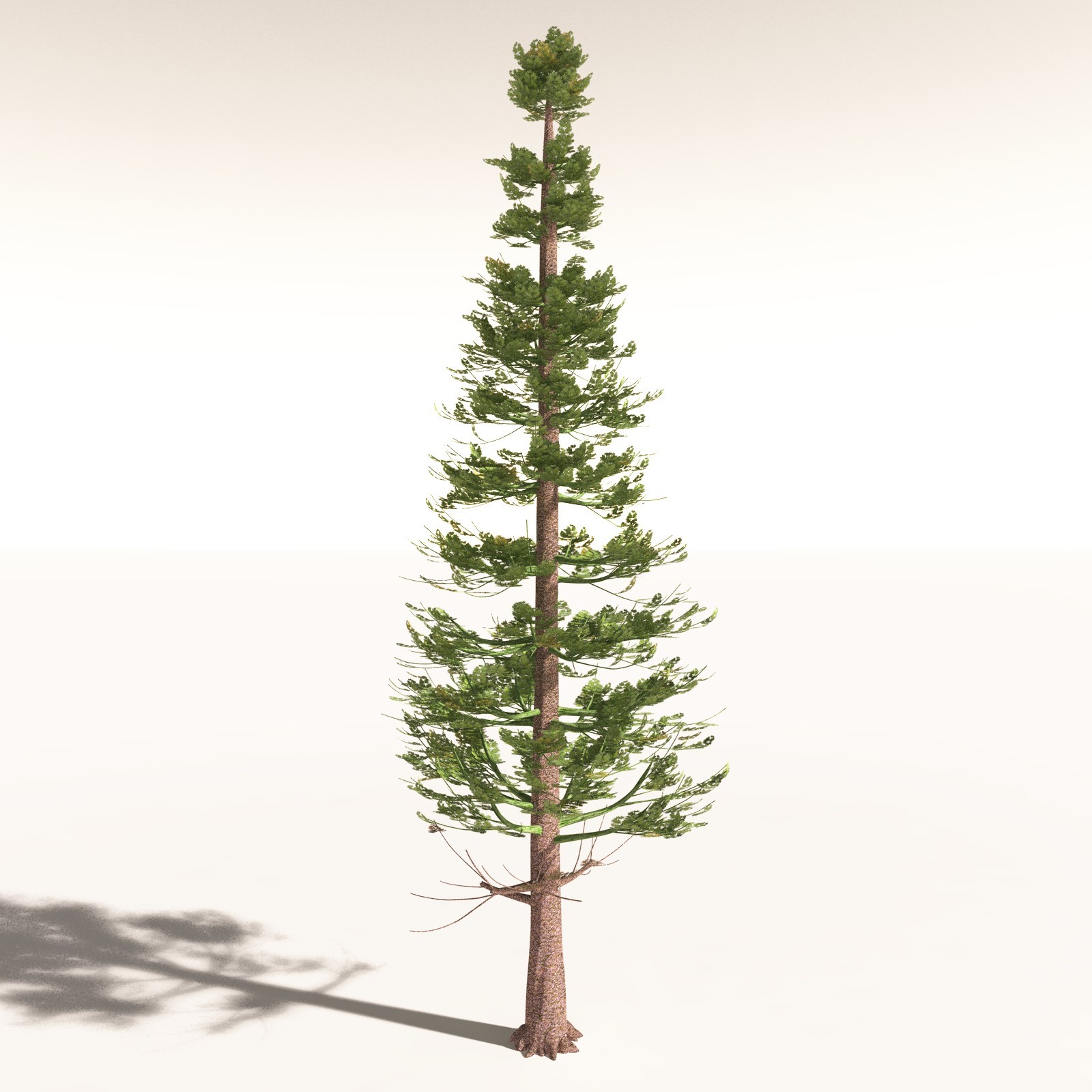 EVERYPlant Walchia Piniformis for Daz by N/A