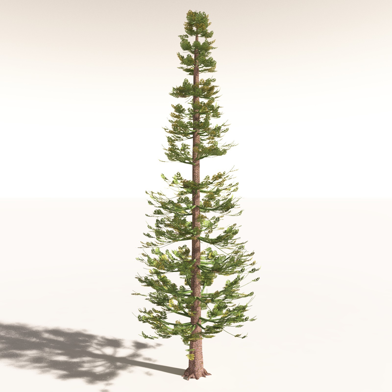 EVERYPlant Walchia Piniformis for Daz by N/A