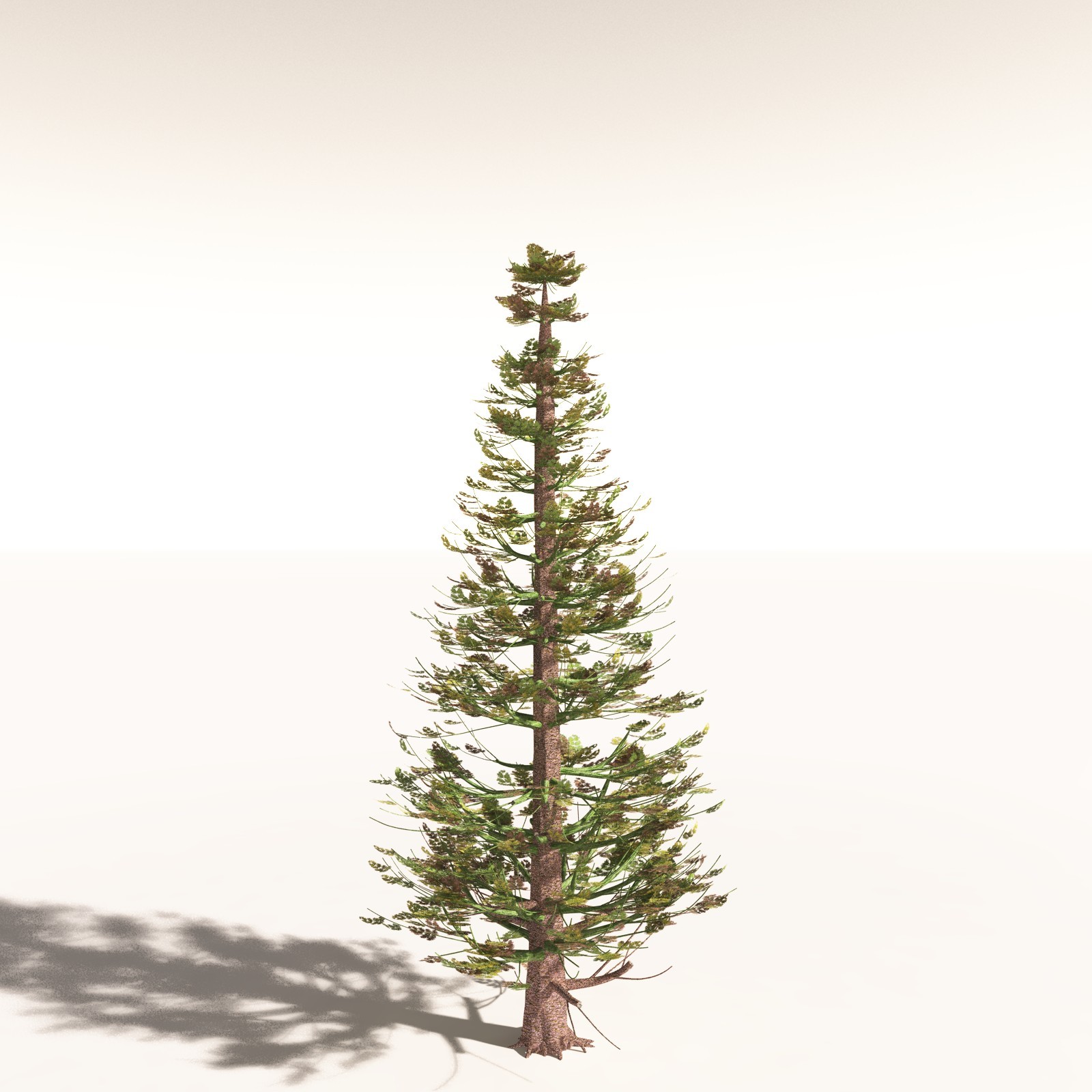 EVERYPlant Walchia Piniformis for Daz by N/A