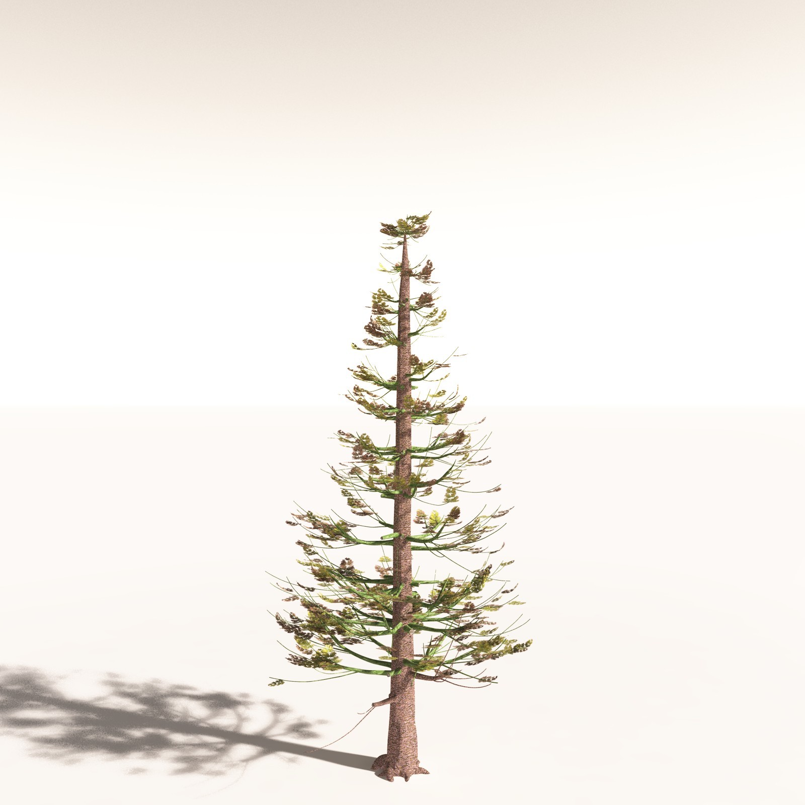 EVERYPlant Walchia Piniformis for Daz by N/A