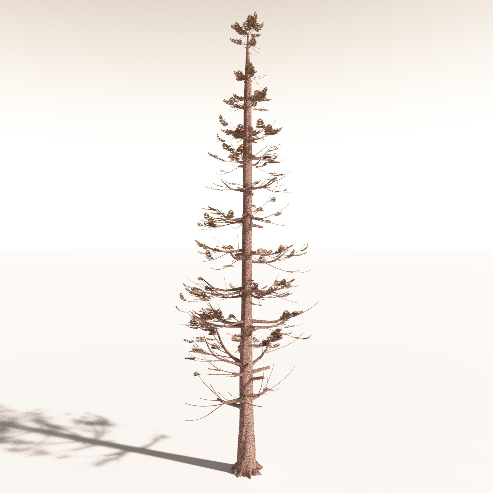 EVERYPlant Walchia Piniformis for Daz by N/A
