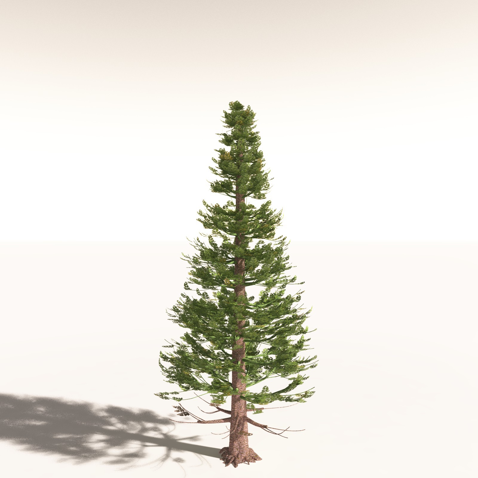 EVERYPlant Walchia Piniformis for Daz by N/A