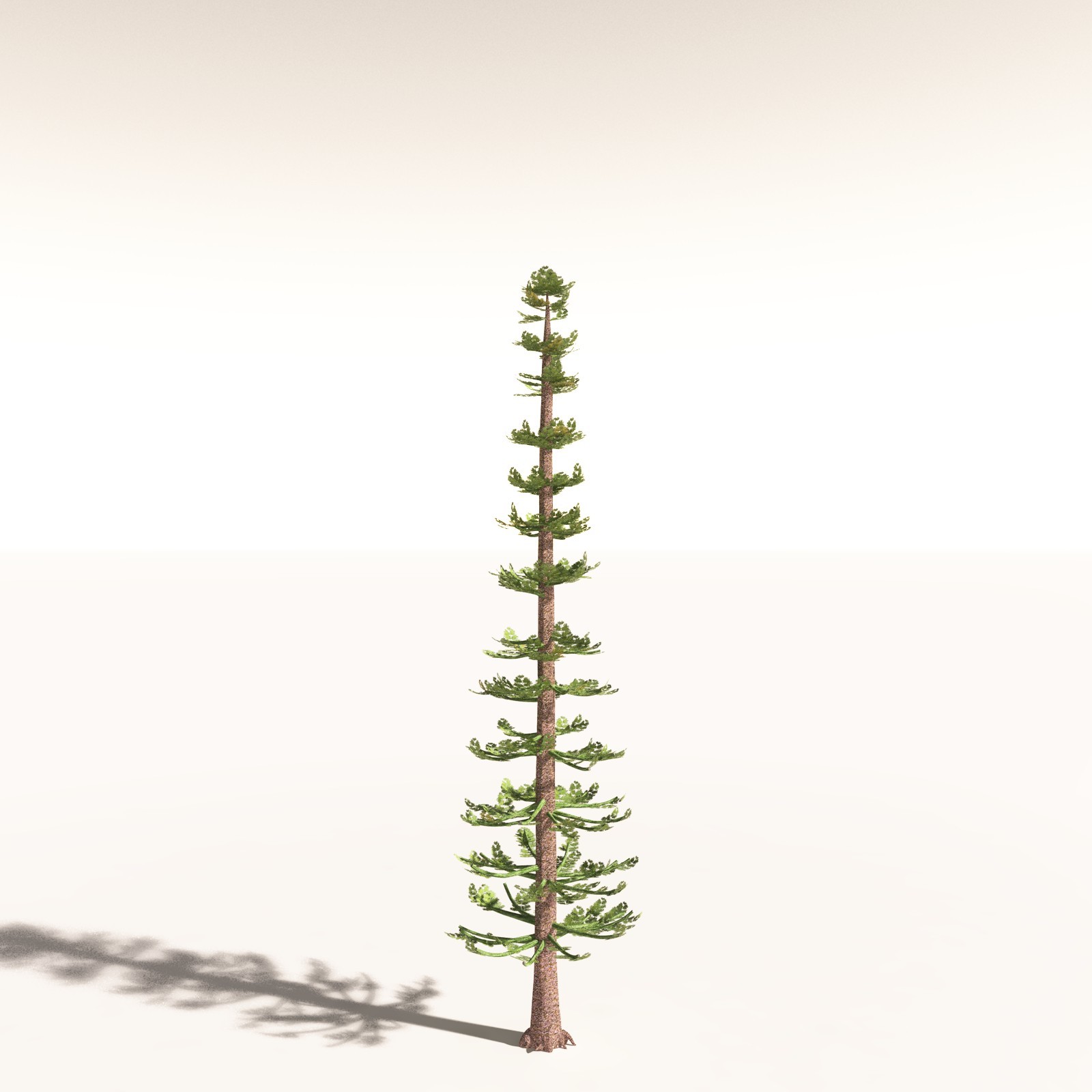 EVERYPlant Walchia Piniformis for Daz by N/A