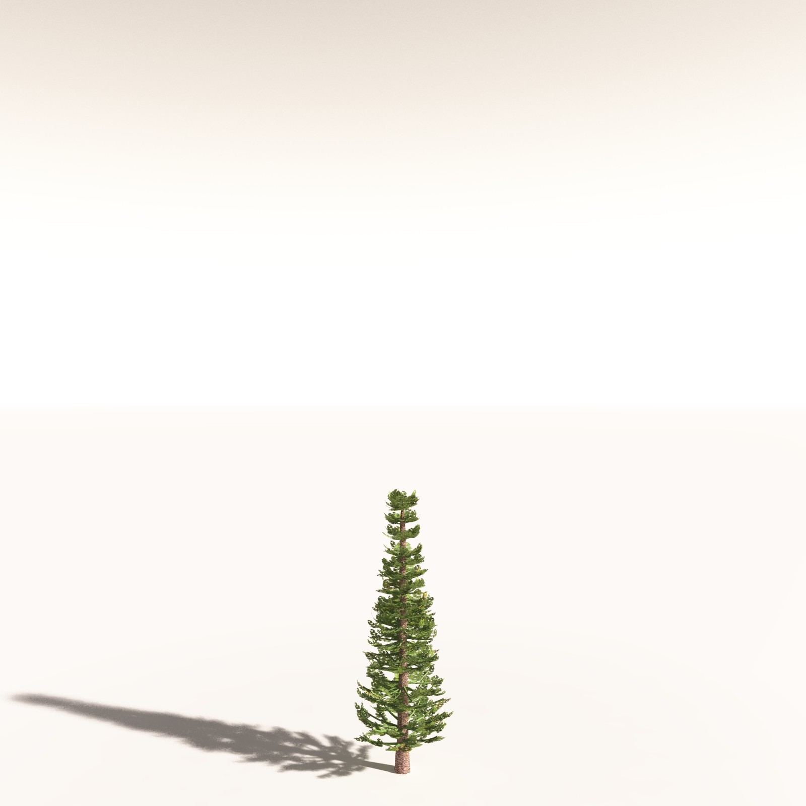 EVERYPlant Walchia Piniformis for Daz by N/A
