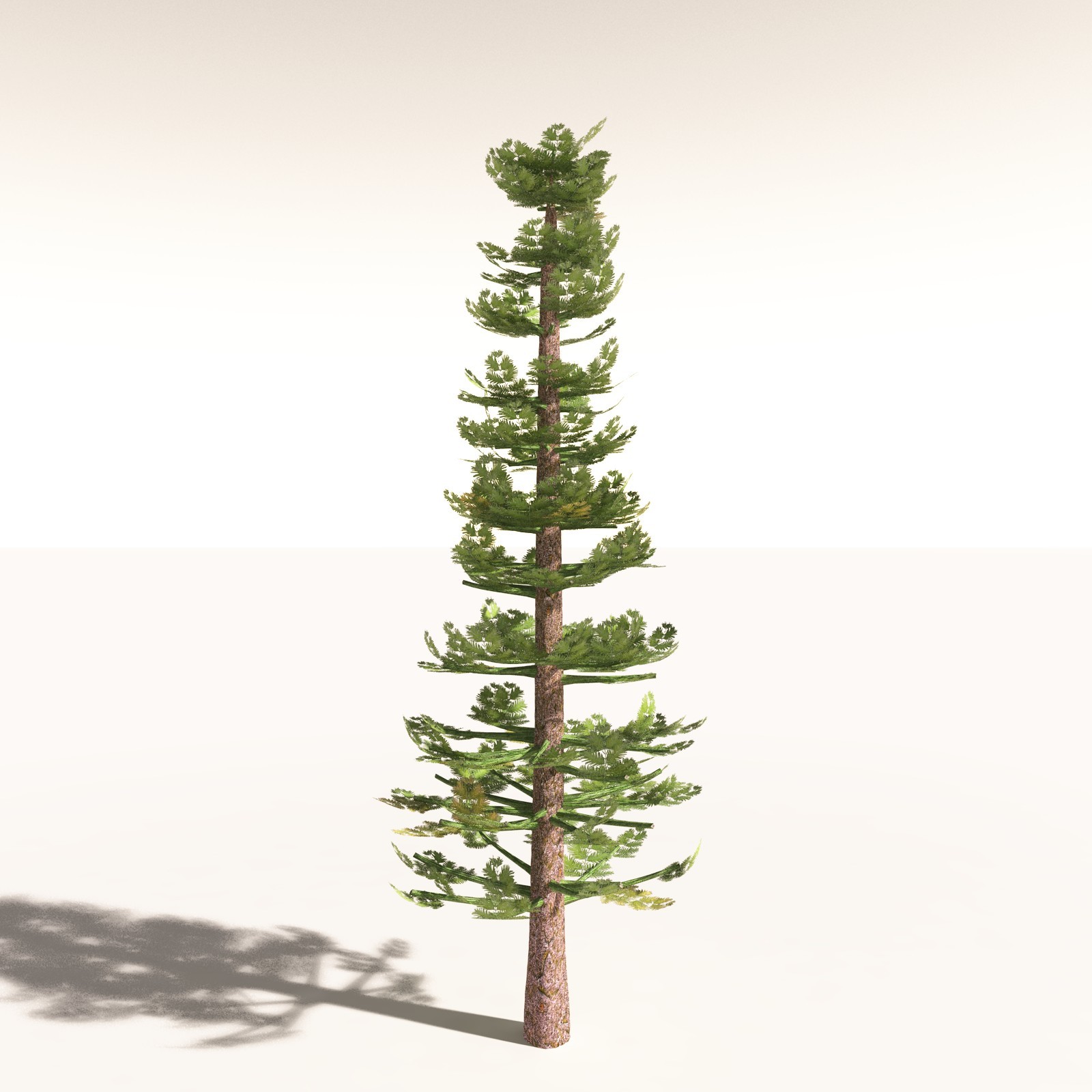 EVERYPlant Walchia Piniformis for Daz by N/A