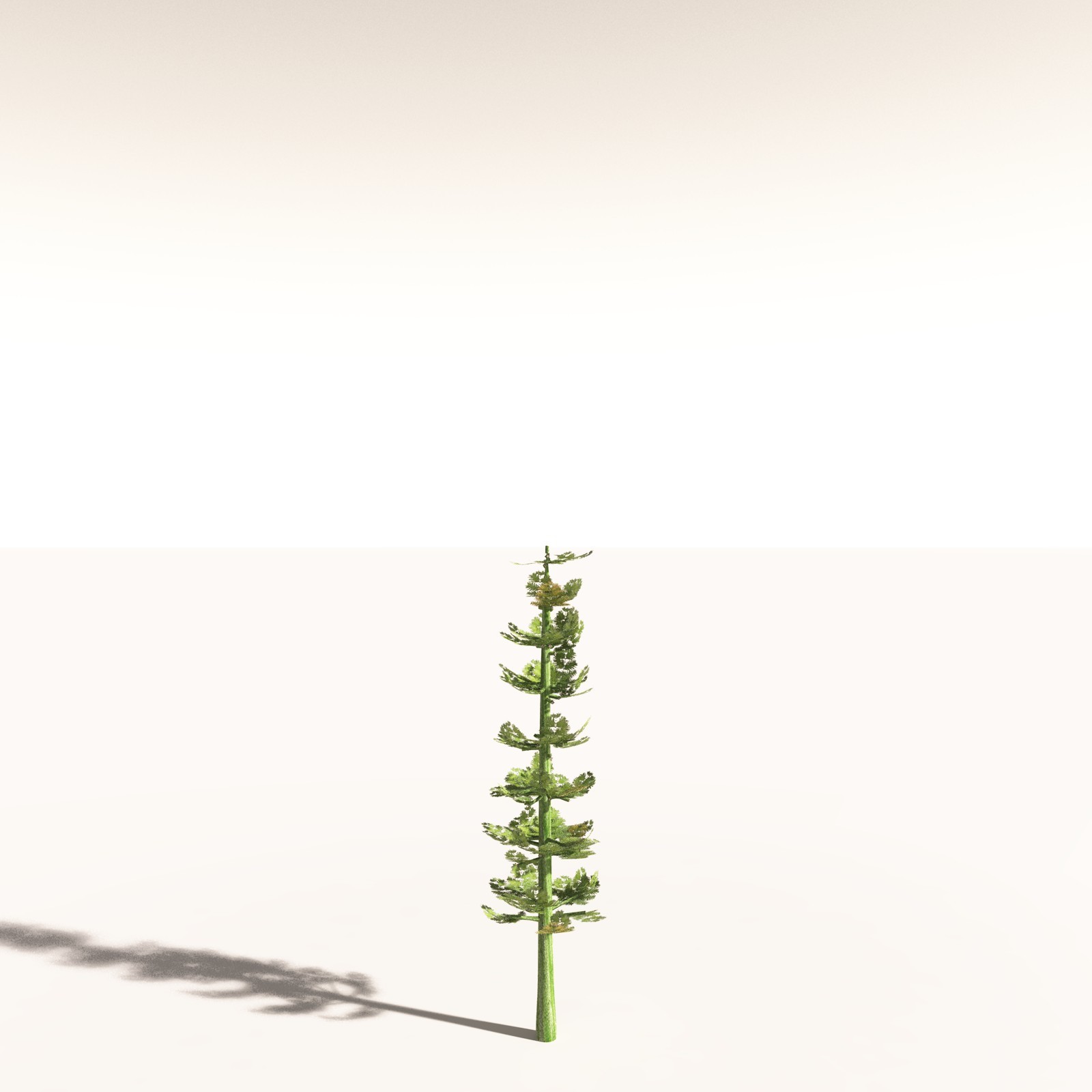EVERYPlant Walchia Piniformis for Daz by N/A
