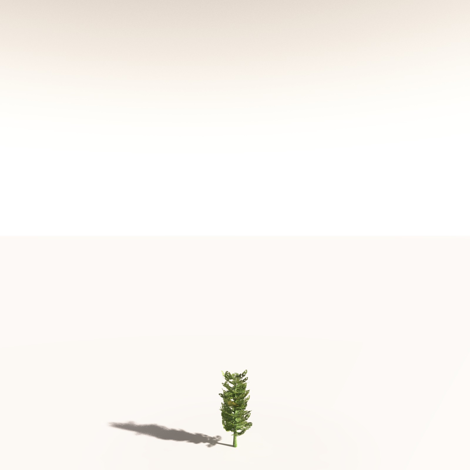 EVERYPlant Walchia Piniformis for Daz by N/A