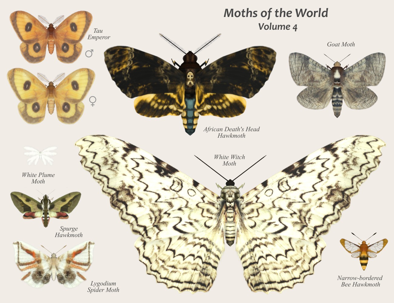 Nature's Wonders Moths of the World Vol. 4 by N/A