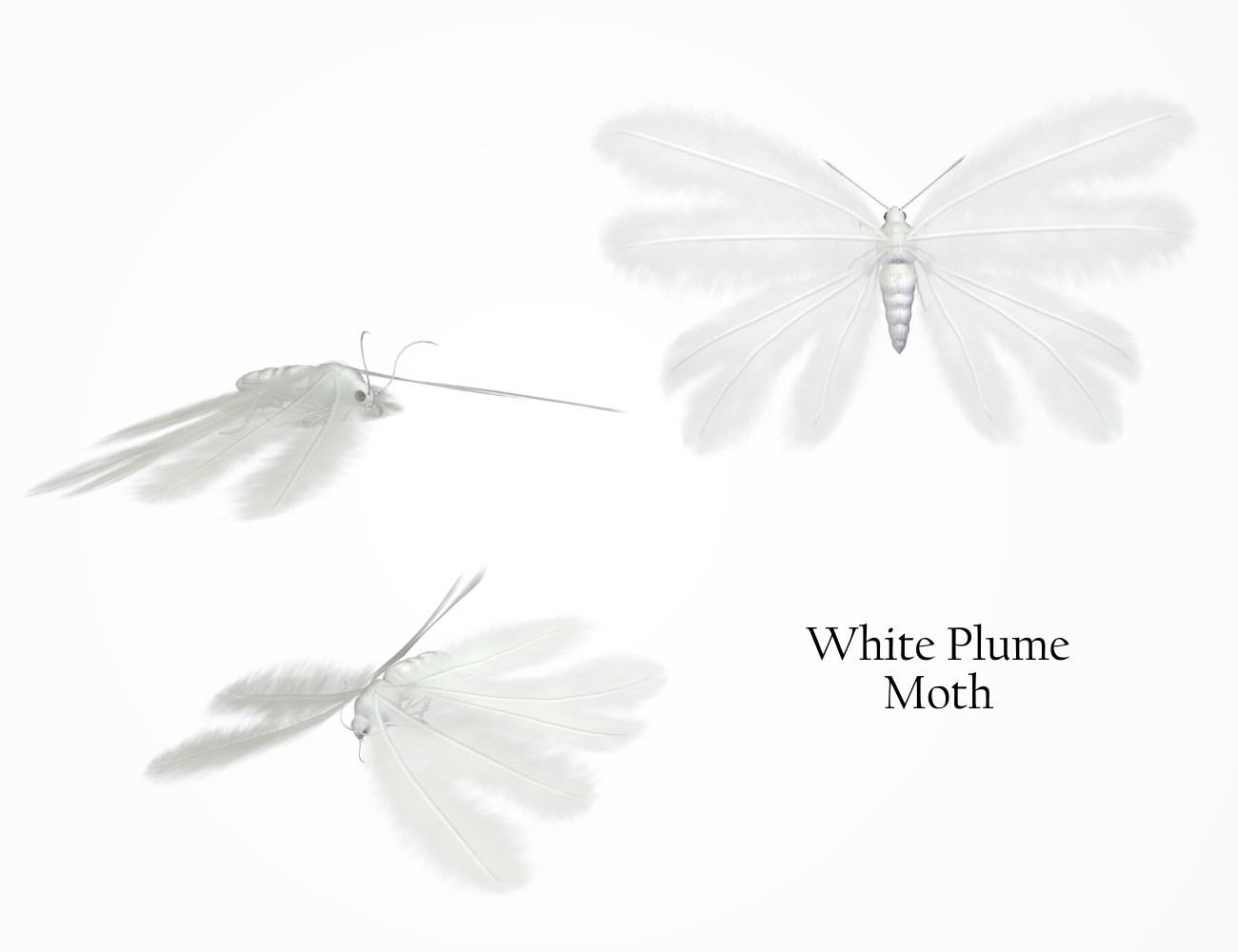 Nature's Wonders Moths of the World Vol. 4 by N/A