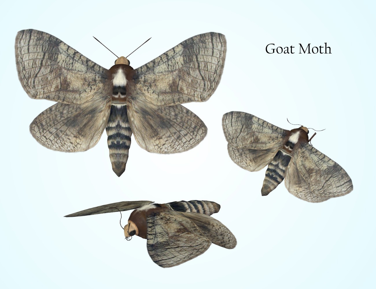 Nature's Wonders Moths of the World Vol. 4 by N/A