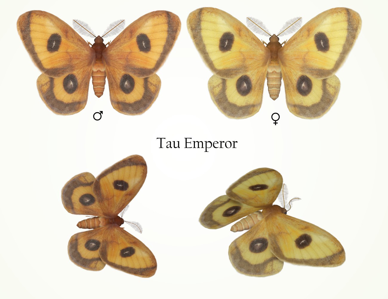 Nature's Wonders Moths of the World Vol. 4 by N/A