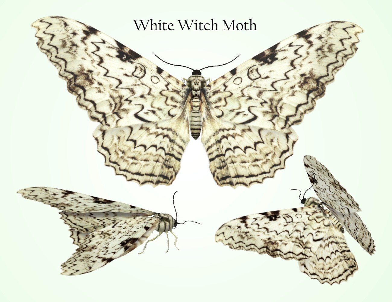 Nature's Wonders Moths of the World Vol. 4 by N/A