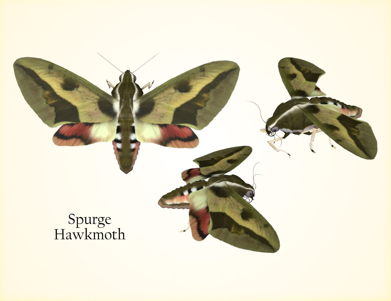 Nature's Wonders Moths of the World Vol. 4 by N/A
