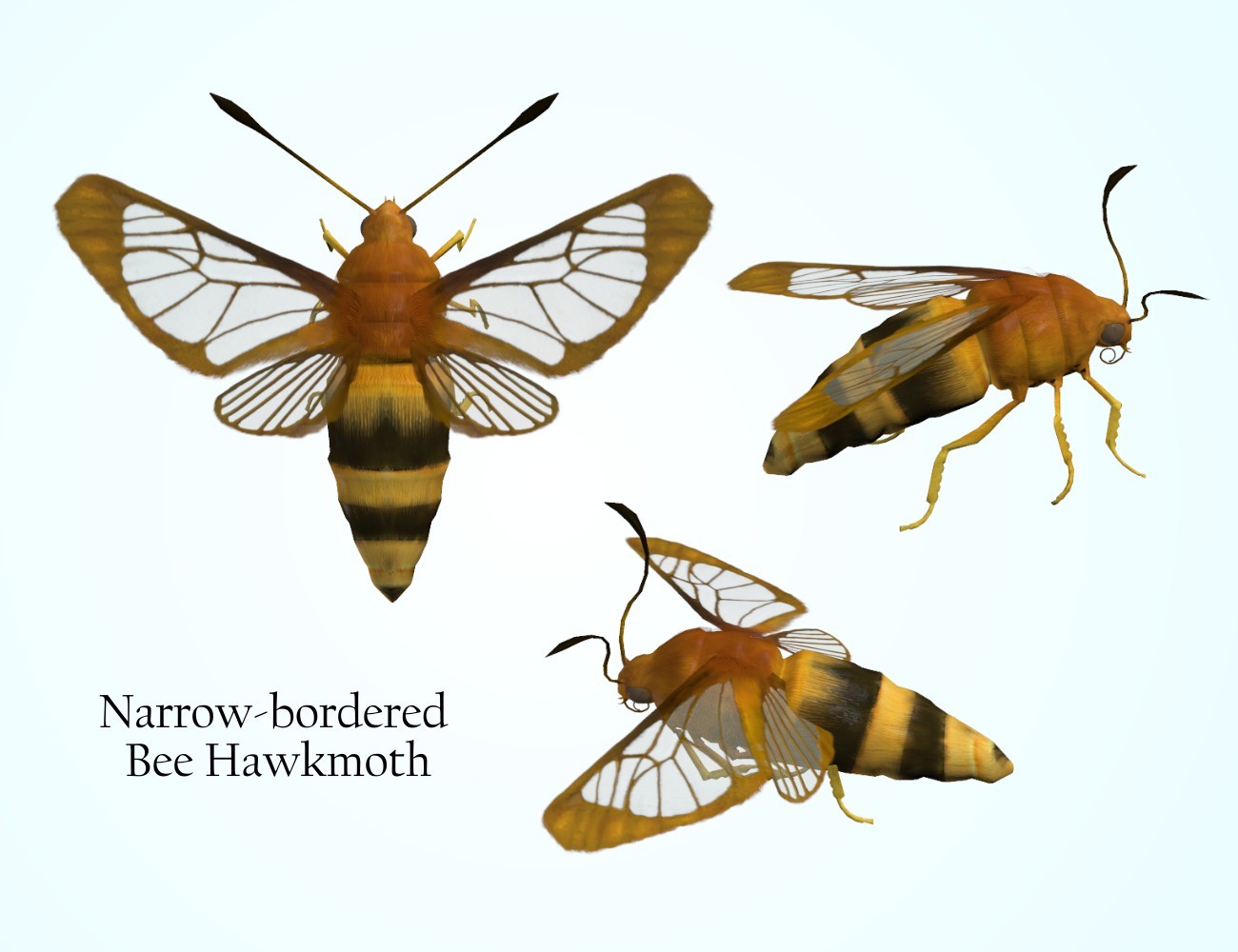 Nature's Wonders Moths of the World Vol. 4 by N/A