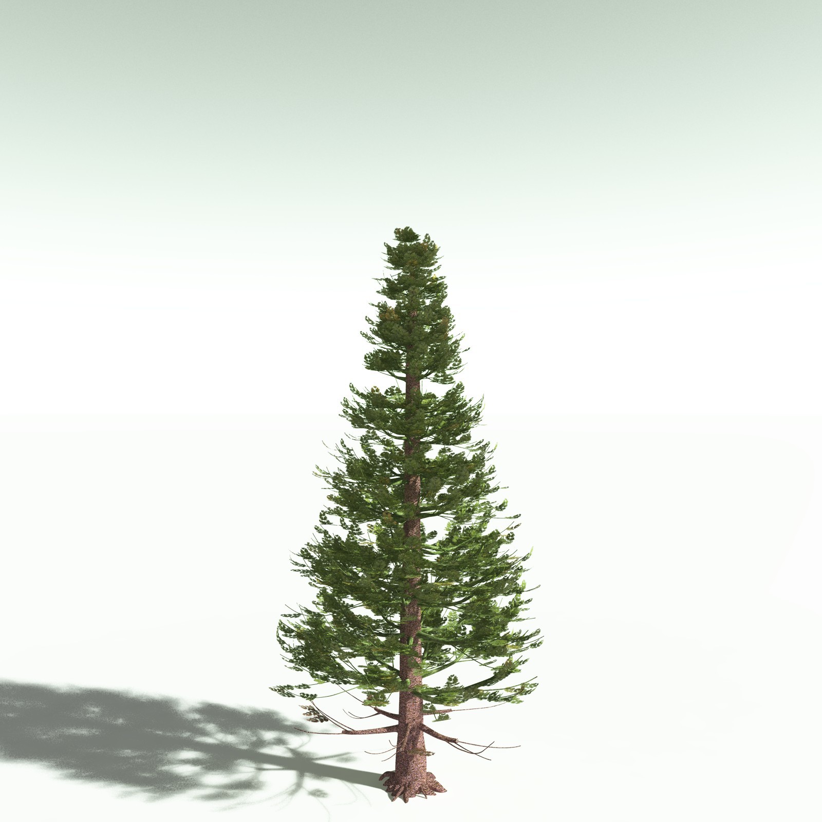 EVERYPlant Permian Biome for Poser by N/A