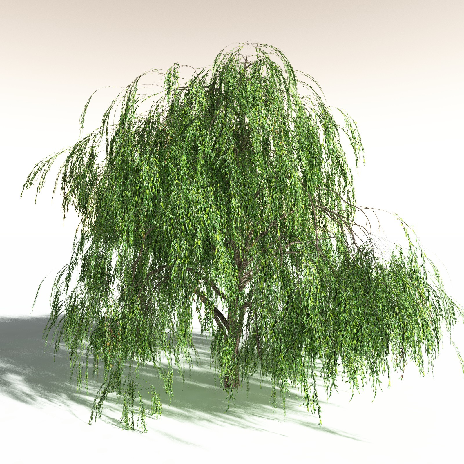 EVERYPlant Weeping Willow for Daz by N/A
