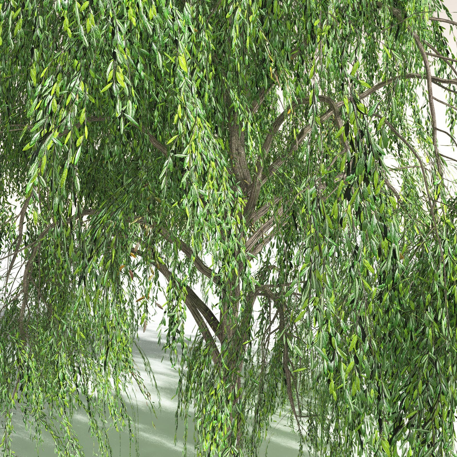 EVERYPlant Weeping Willow for Daz by N/A