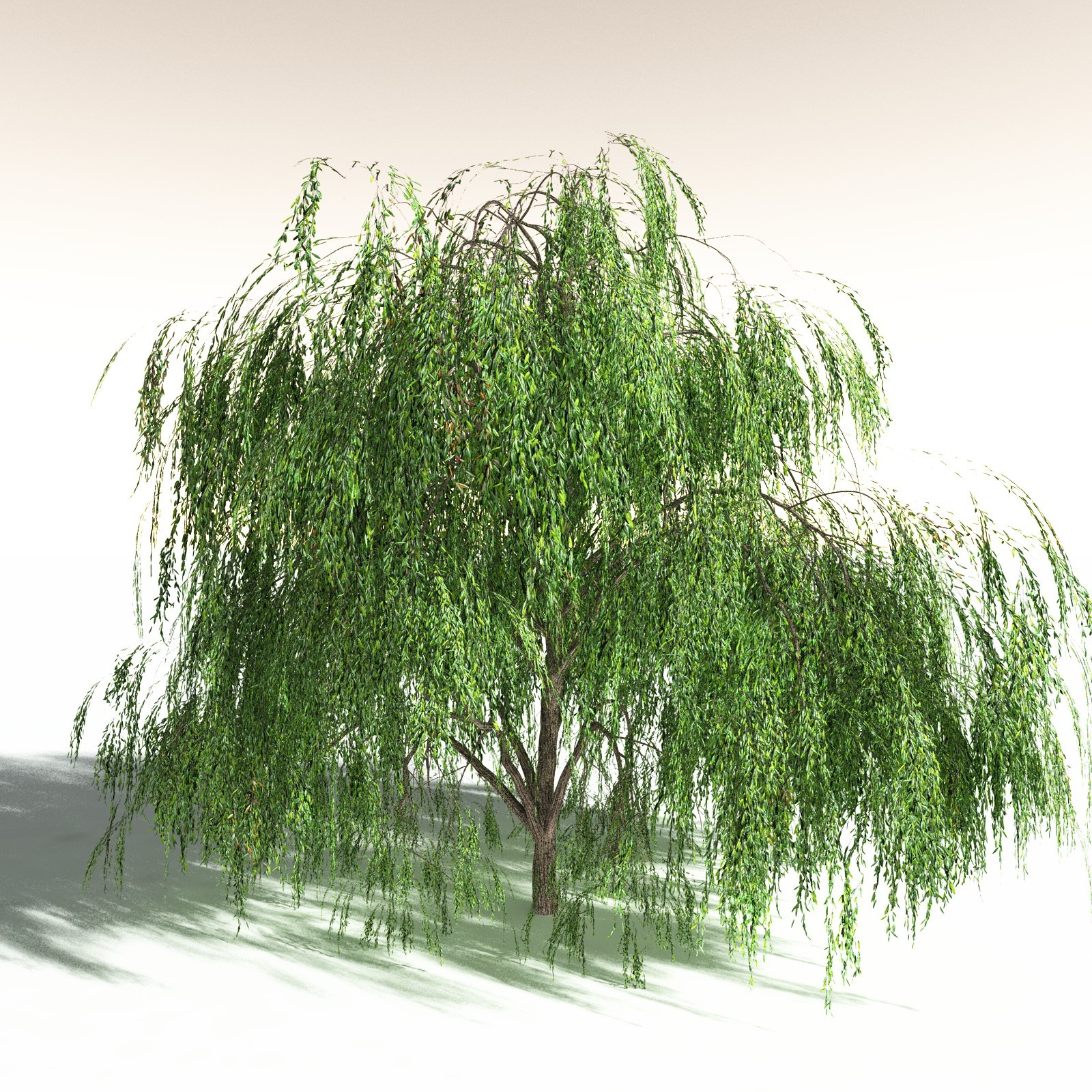EVERYPlant Weeping Willow for Daz by N/A