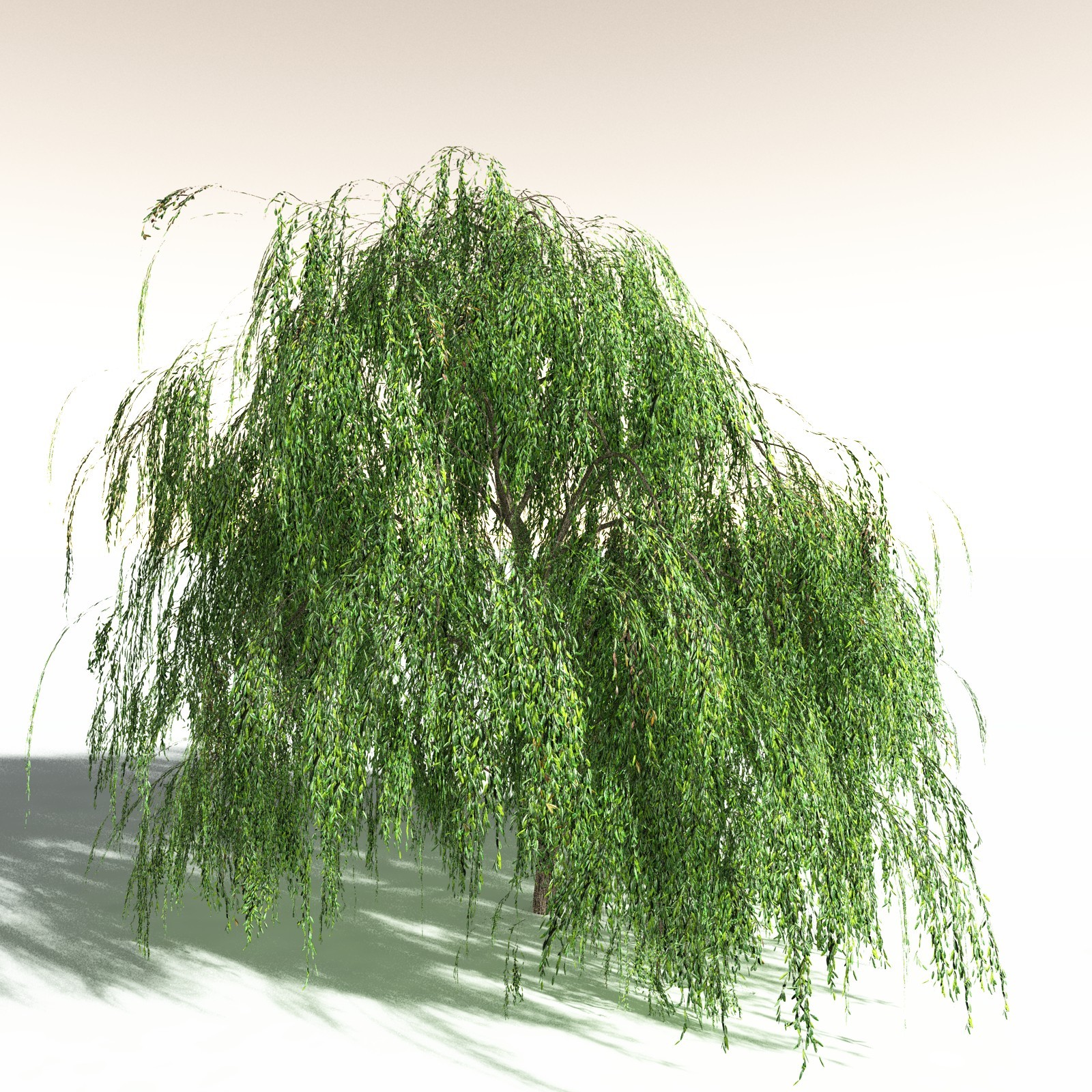 EVERYPlant Weeping Willow for Daz by N/A