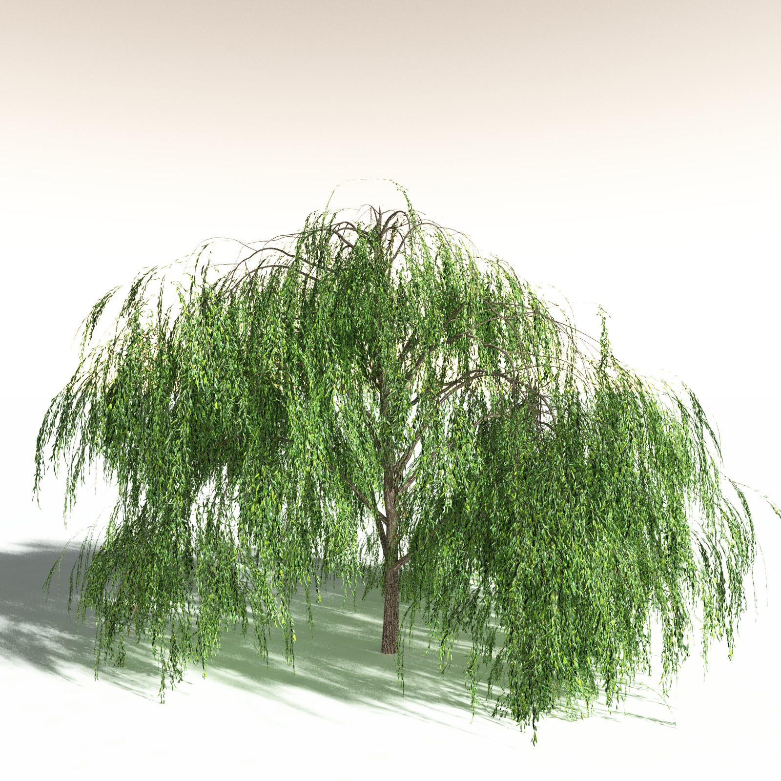 EVERYPlant Weeping Willow for Daz by N/A