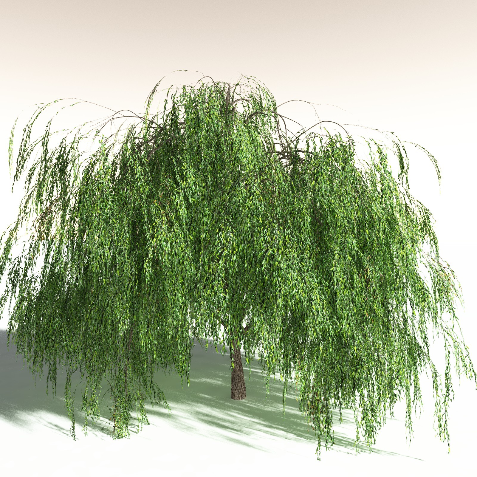 EVERYPlant Weeping Willow for Daz by N/A