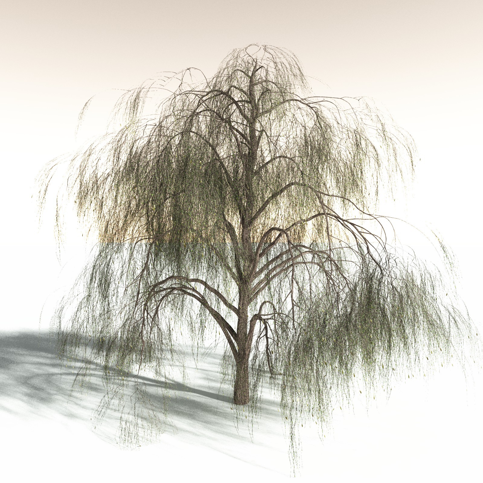 EVERYPlant Weeping Willow for Daz by N/A