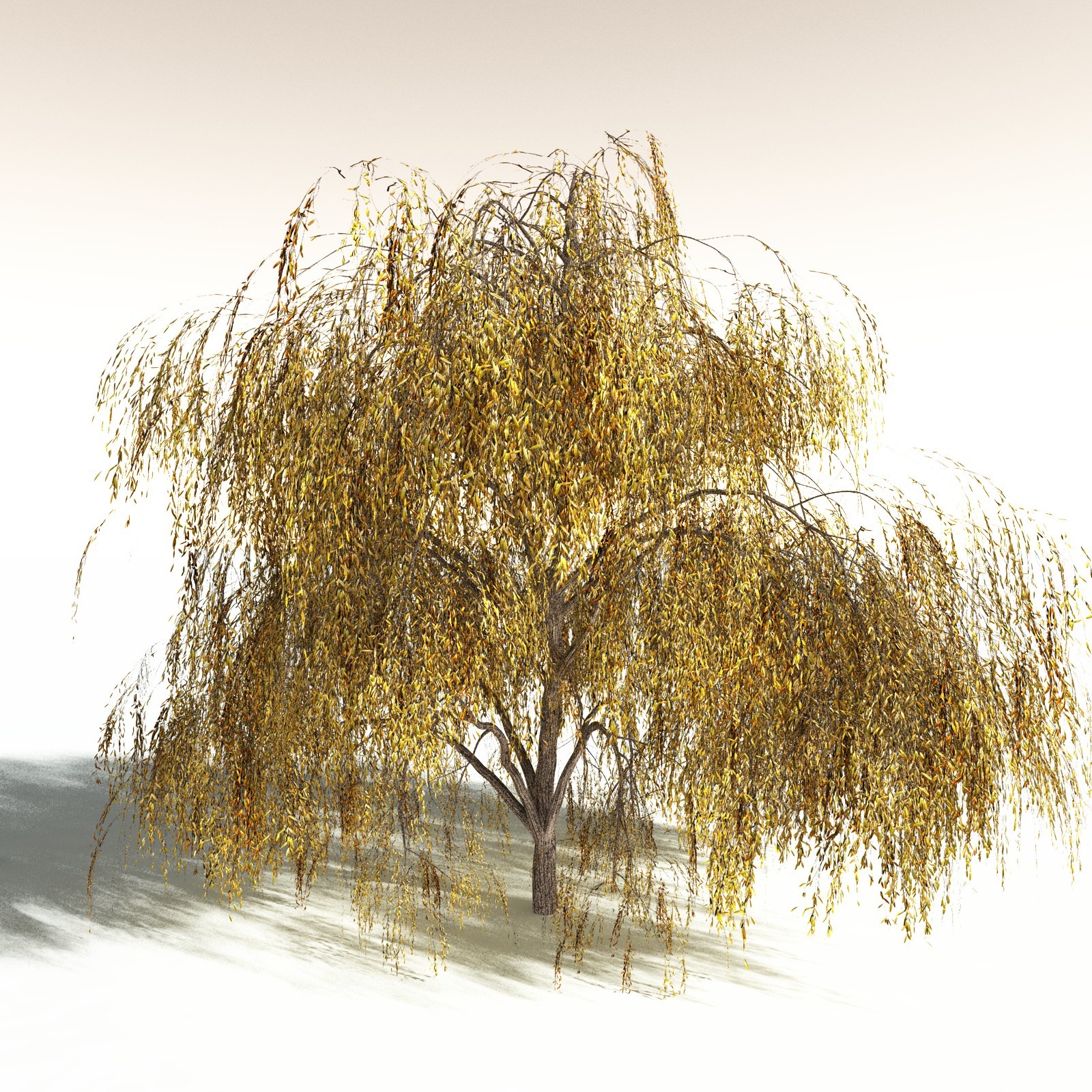EVERYPlant Weeping Willow for Daz by N/A