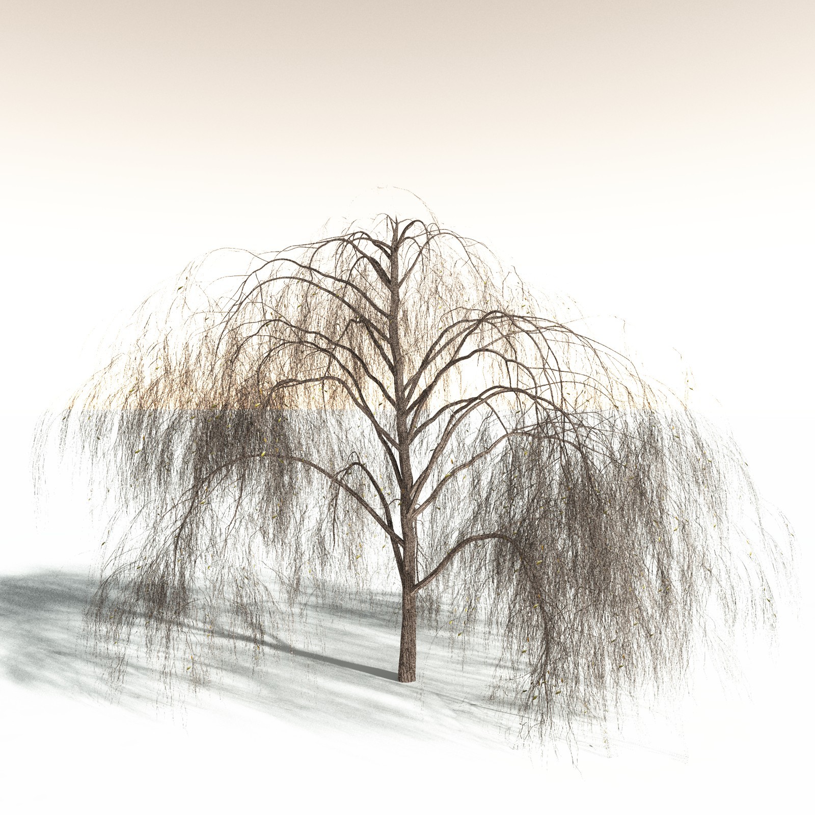 EVERYPlant Weeping Willow for Daz by N/A