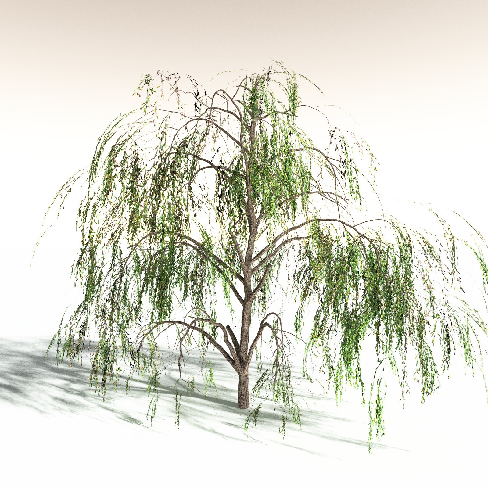 EVERYPlant Weeping Willow for Daz by N/A