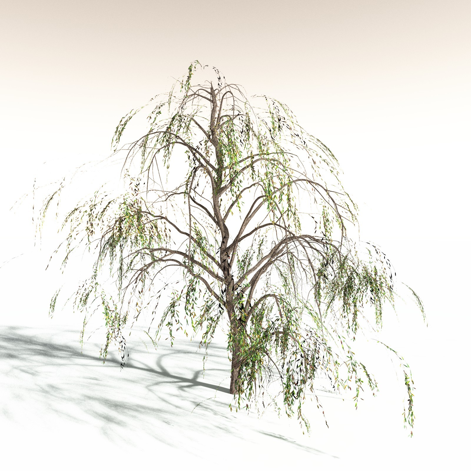 EVERYPlant Weeping Willow for Daz by N/A
