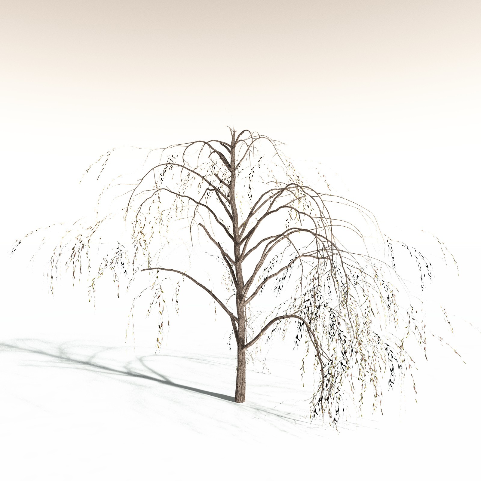 EVERYPlant Weeping Willow for Daz by N/A