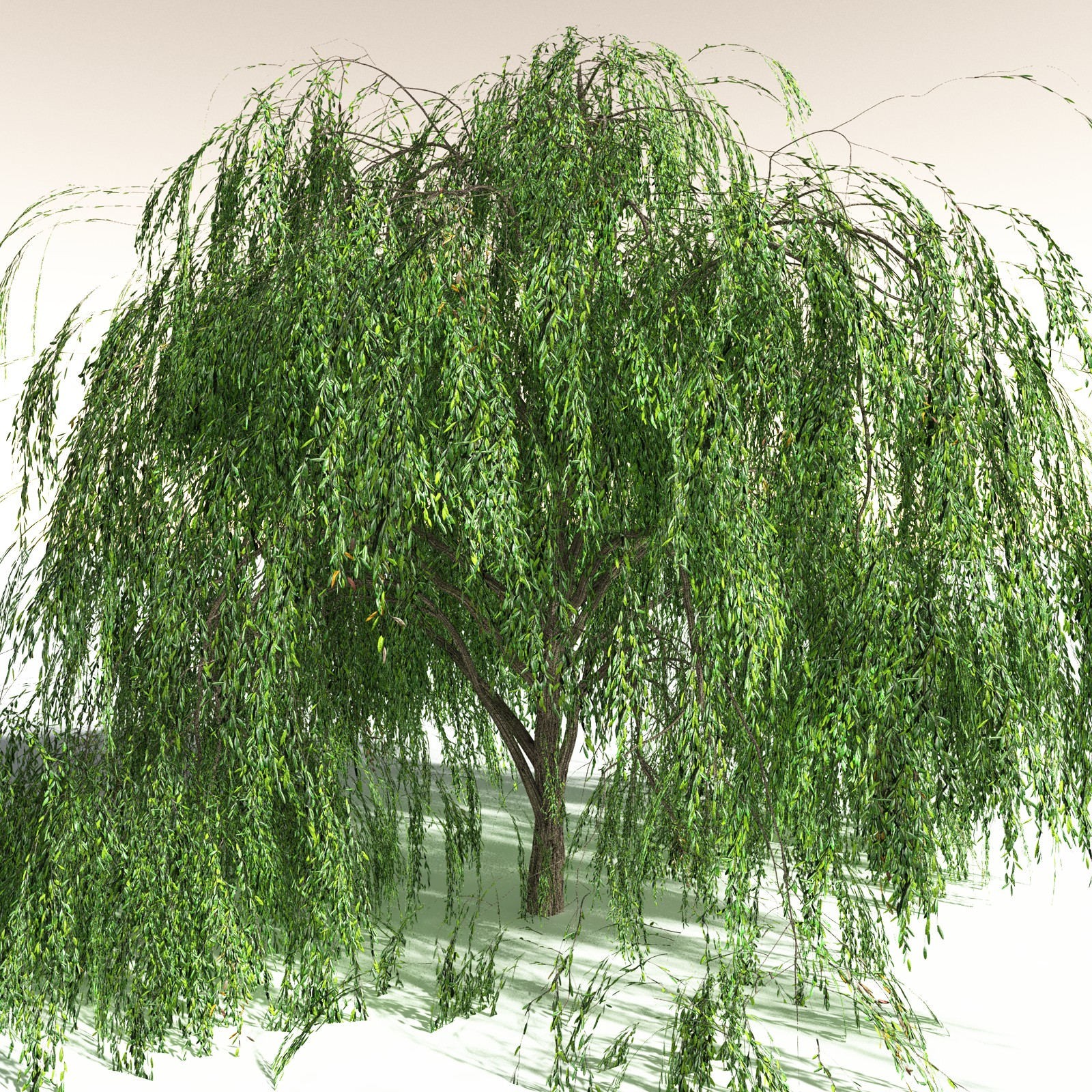 EVERYPlant Weeping Willow for Daz by N/A