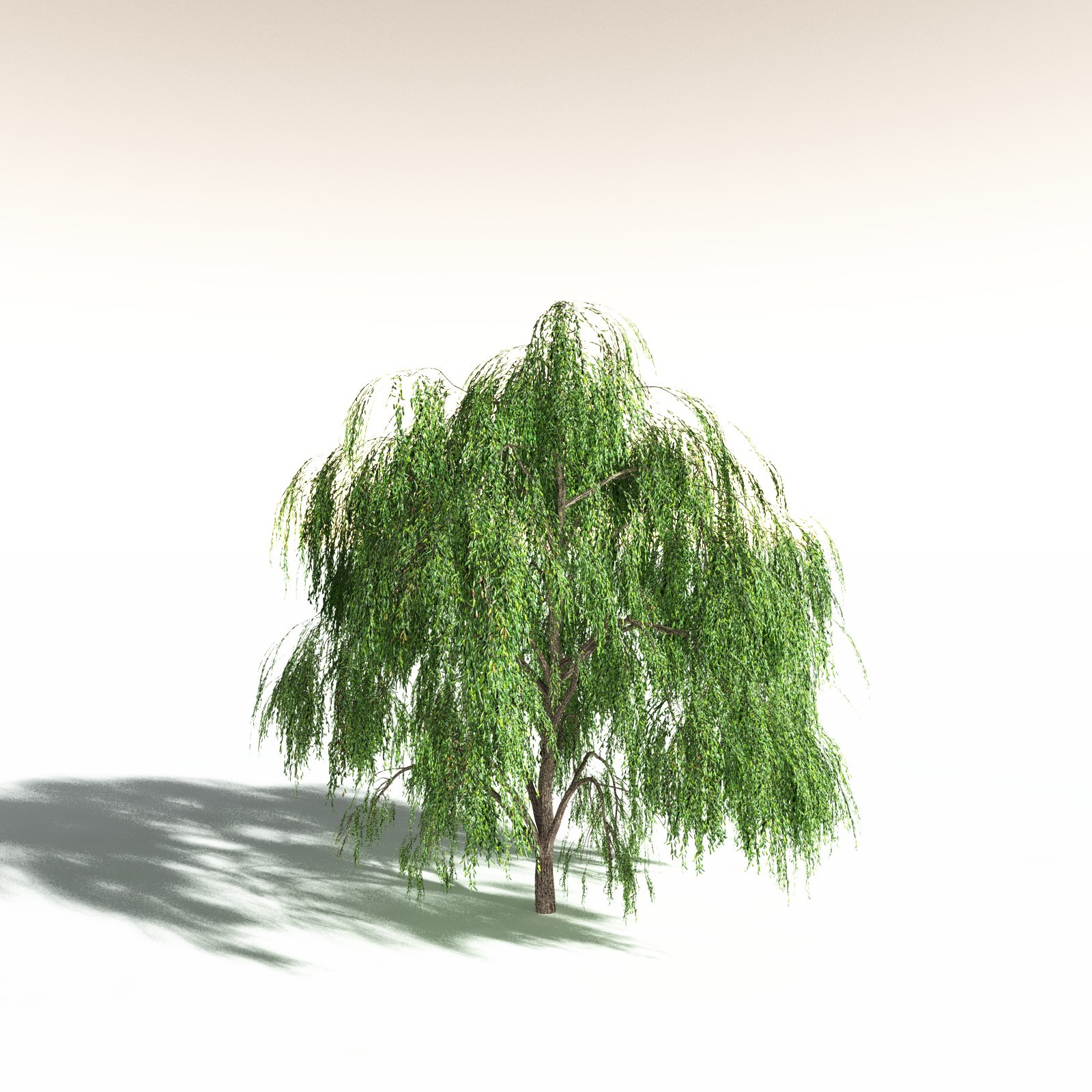EVERYPlant Weeping Willow for Daz by N/A