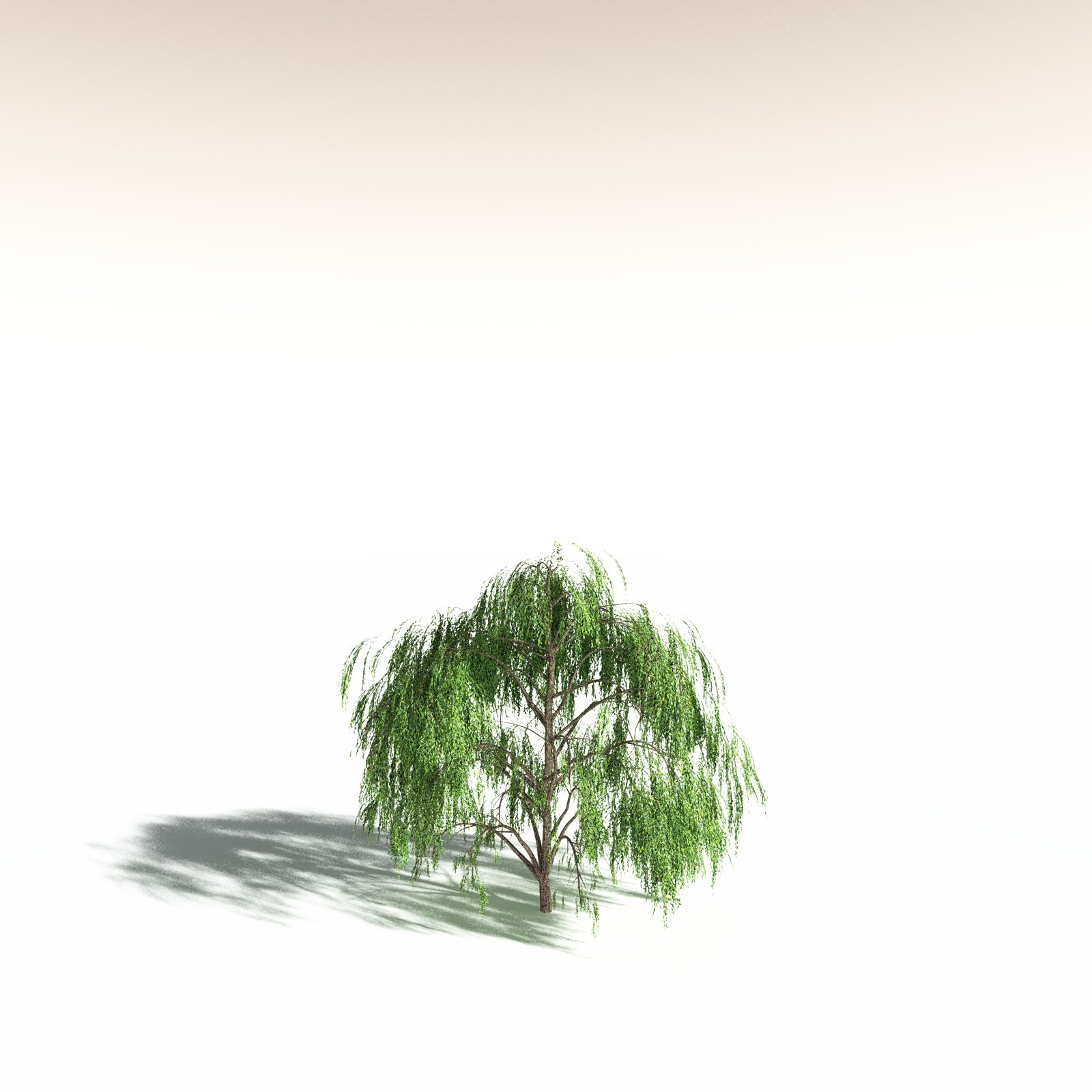 EVERYPlant Weeping Willow for Daz by N/A