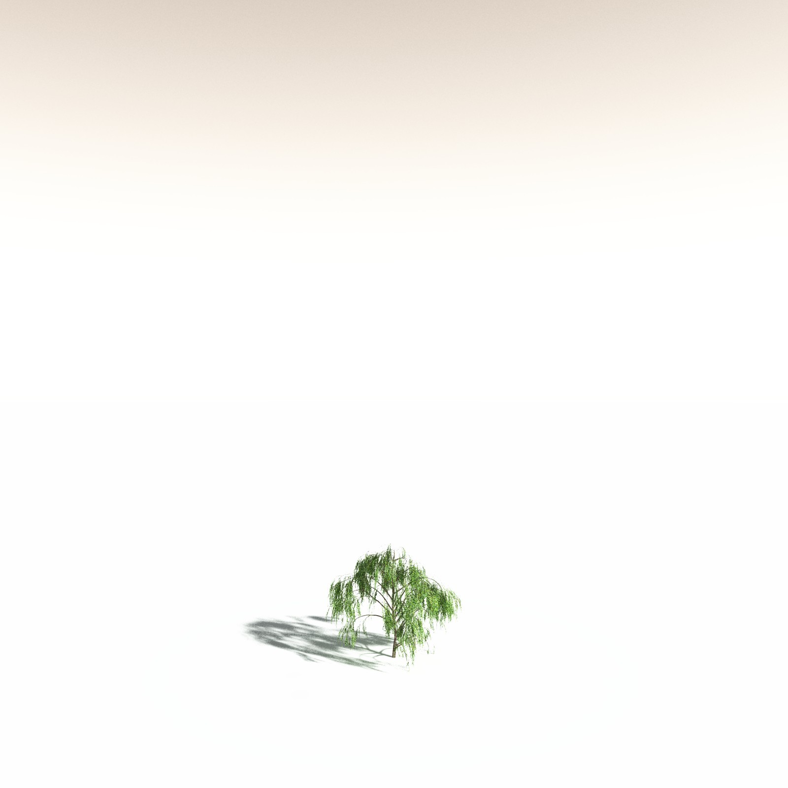 EVERYPlant Weeping Willow for Daz by N/A