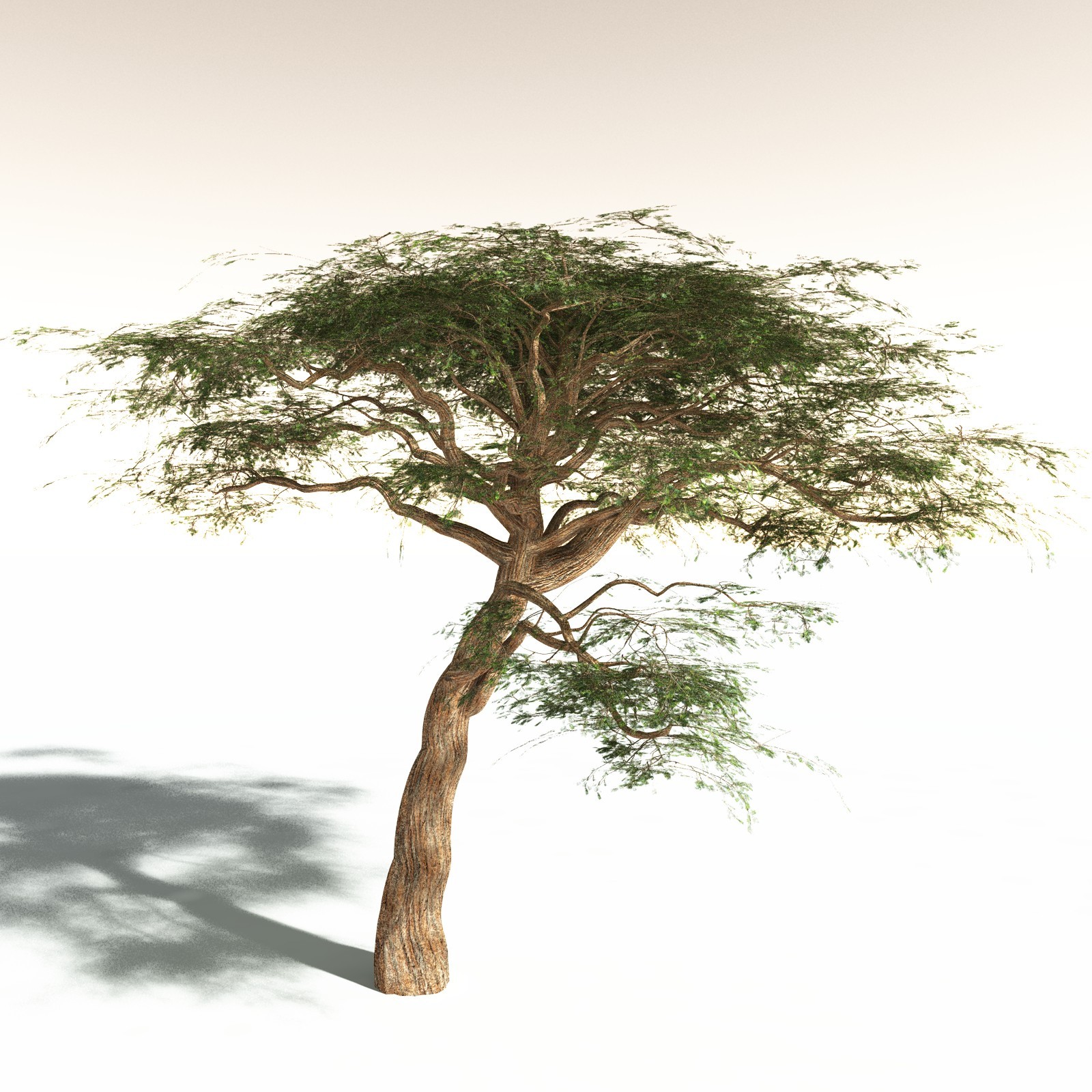 EVERYPlant Umbrella Thorn Acacia for Daz by N/A