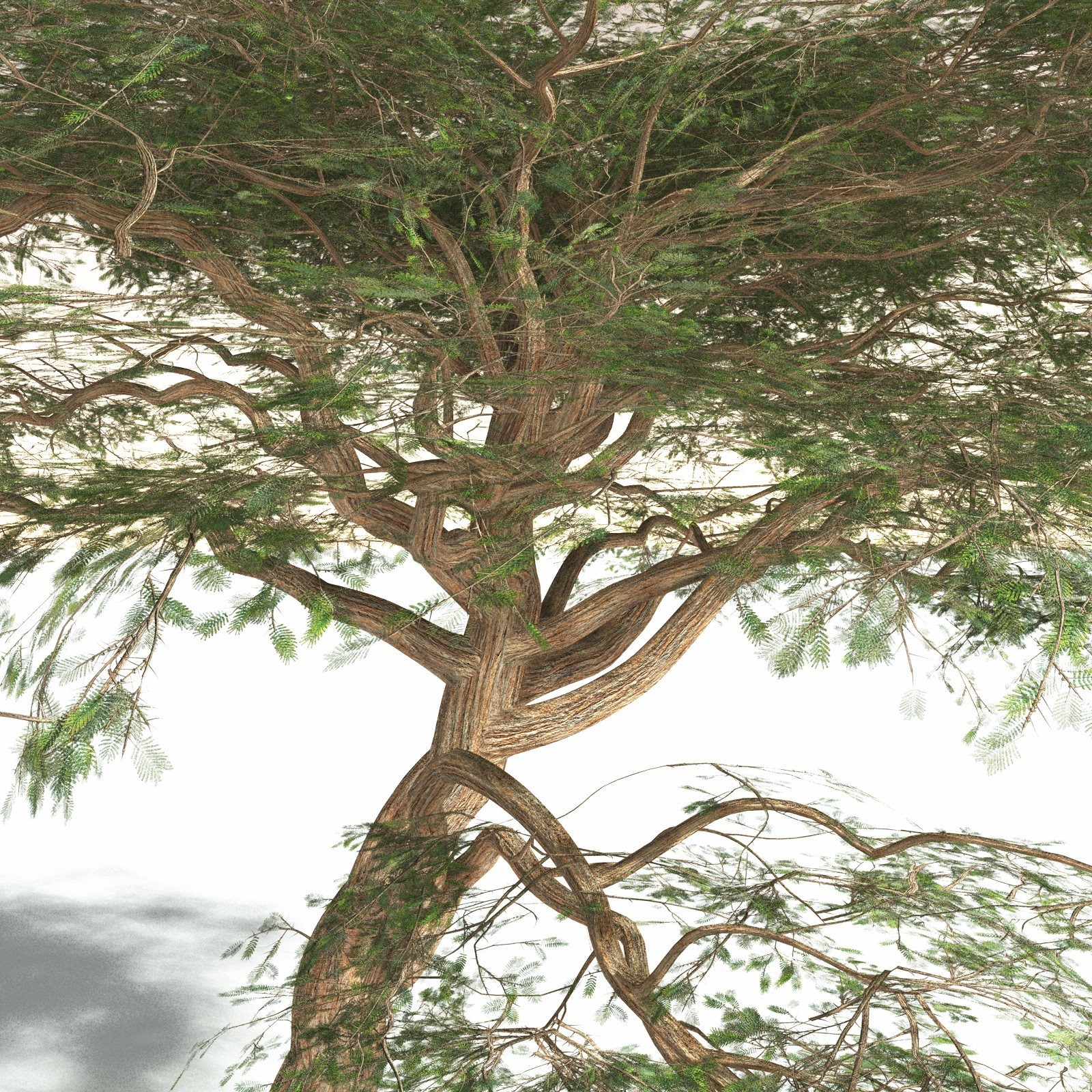 EVERYPlant Umbrella Thorn Acacia for Daz by N/A