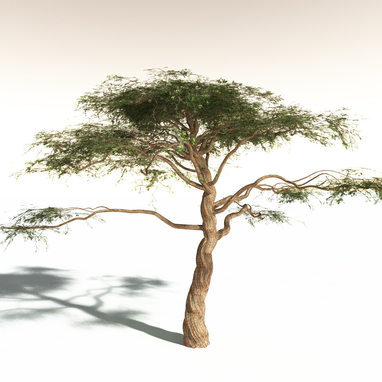 EVERYPlant Umbrella Thorn Acacia for Daz by N/A
