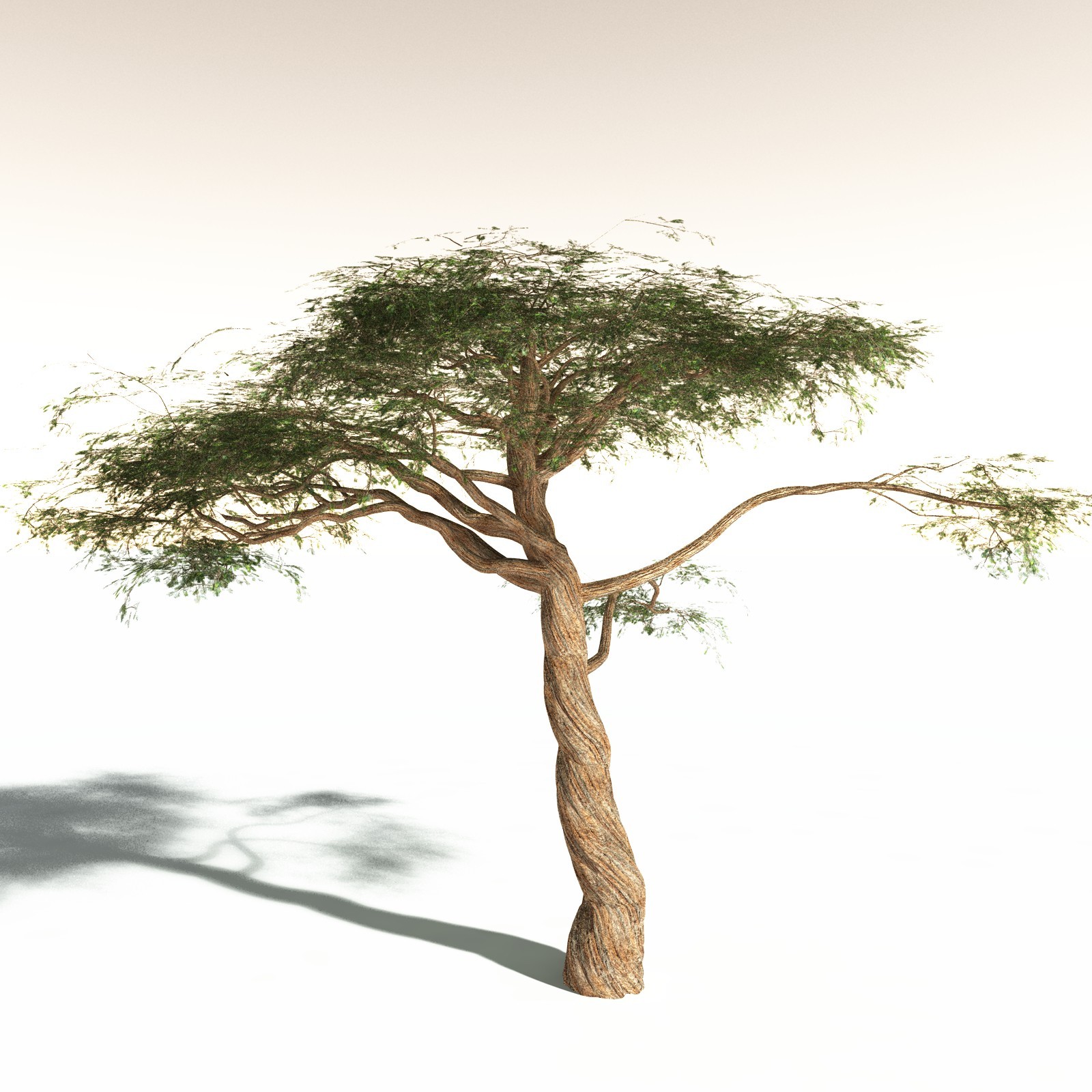 EVERYPlant Umbrella Thorn Acacia for Daz by N/A