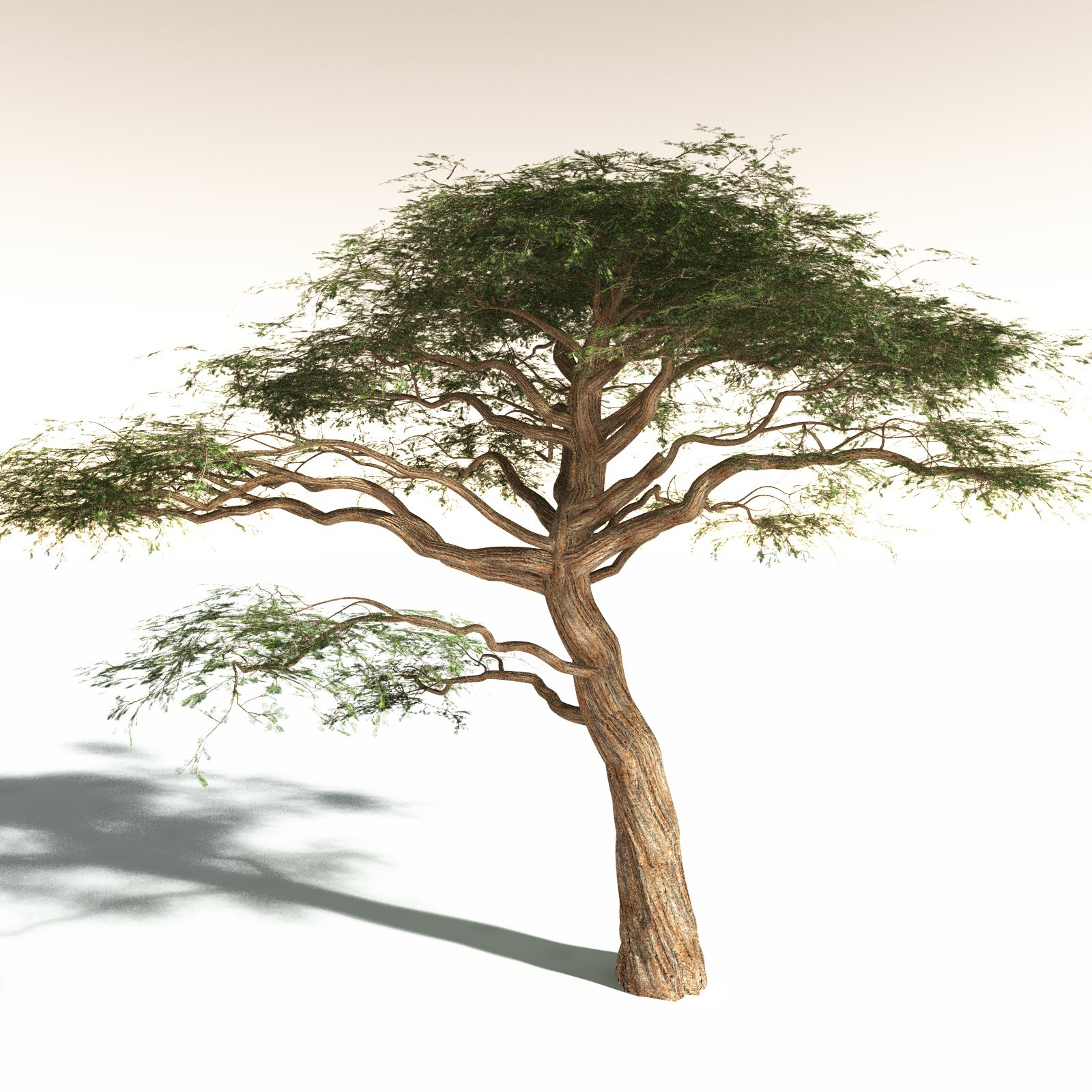 EVERYPlant Umbrella Thorn Acacia for Daz by N/A