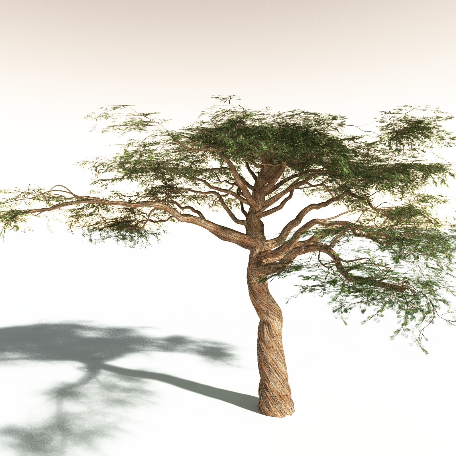 EVERYPlant Umbrella Thorn Acacia for Daz by N/A