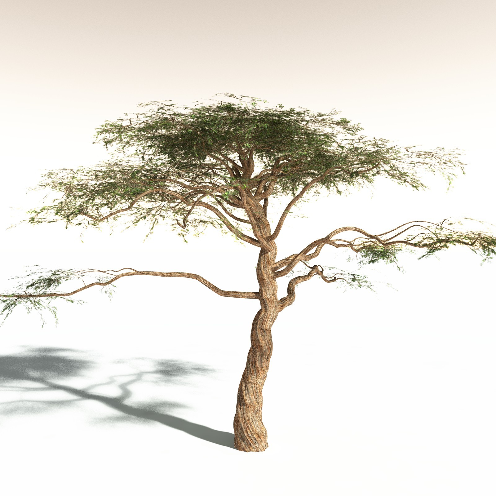 EVERYPlant Umbrella Thorn Acacia for Daz by N/A