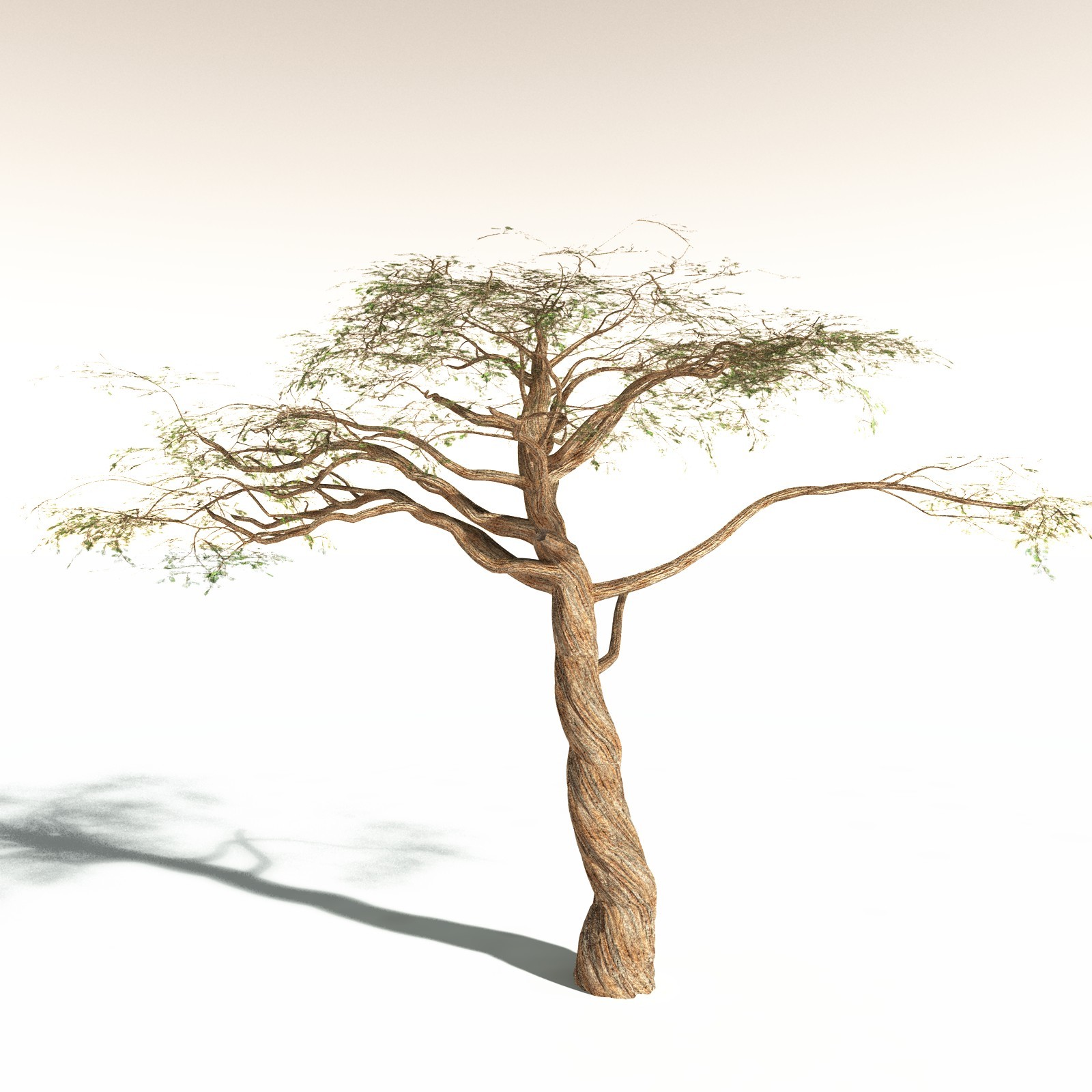 EVERYPlant Umbrella Thorn Acacia for Daz by N/A