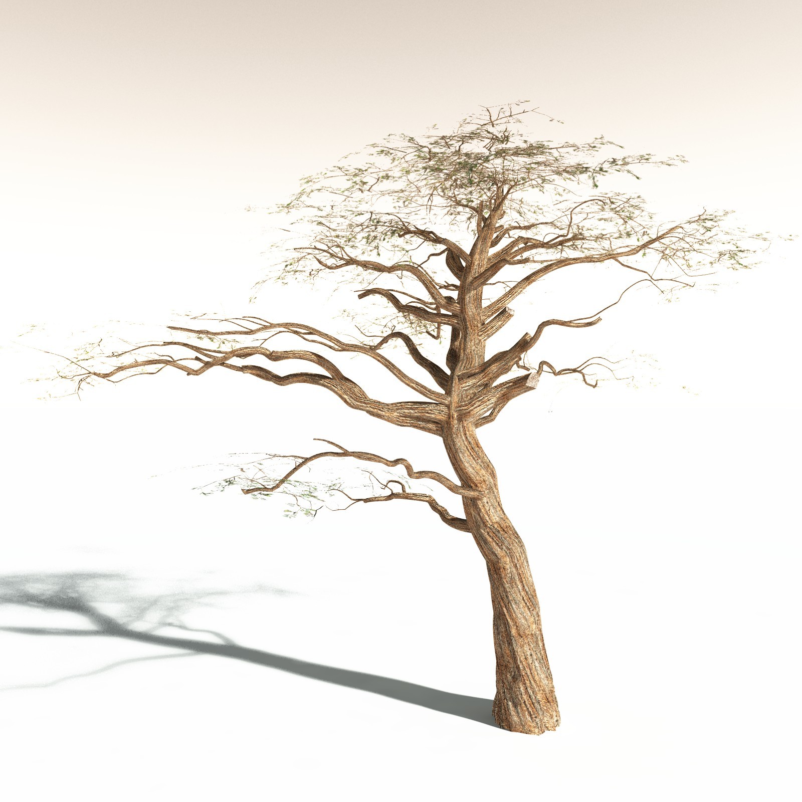 EVERYPlant Umbrella Thorn Acacia for Daz by N/A