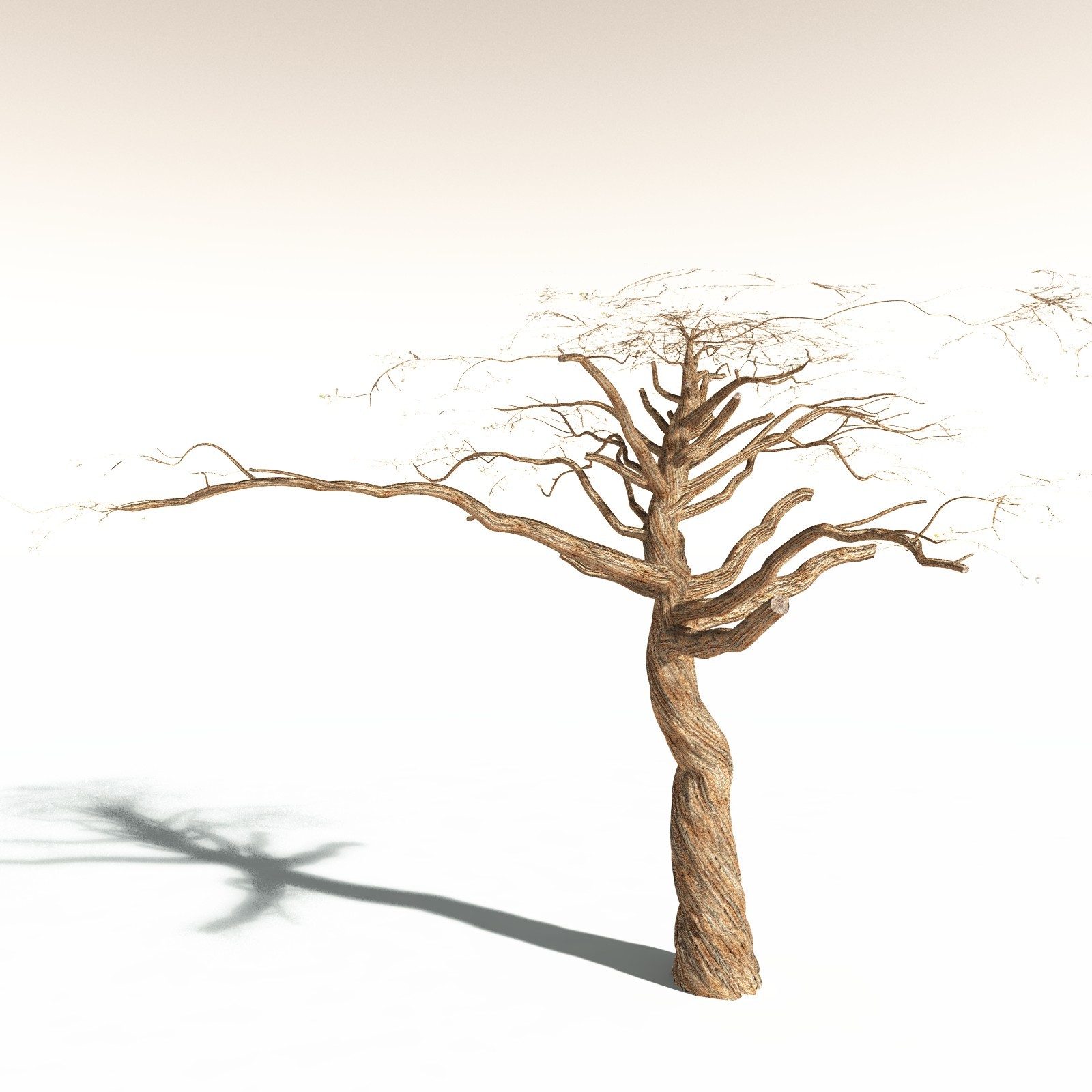 EVERYPlant Umbrella Thorn Acacia for Daz by N/A