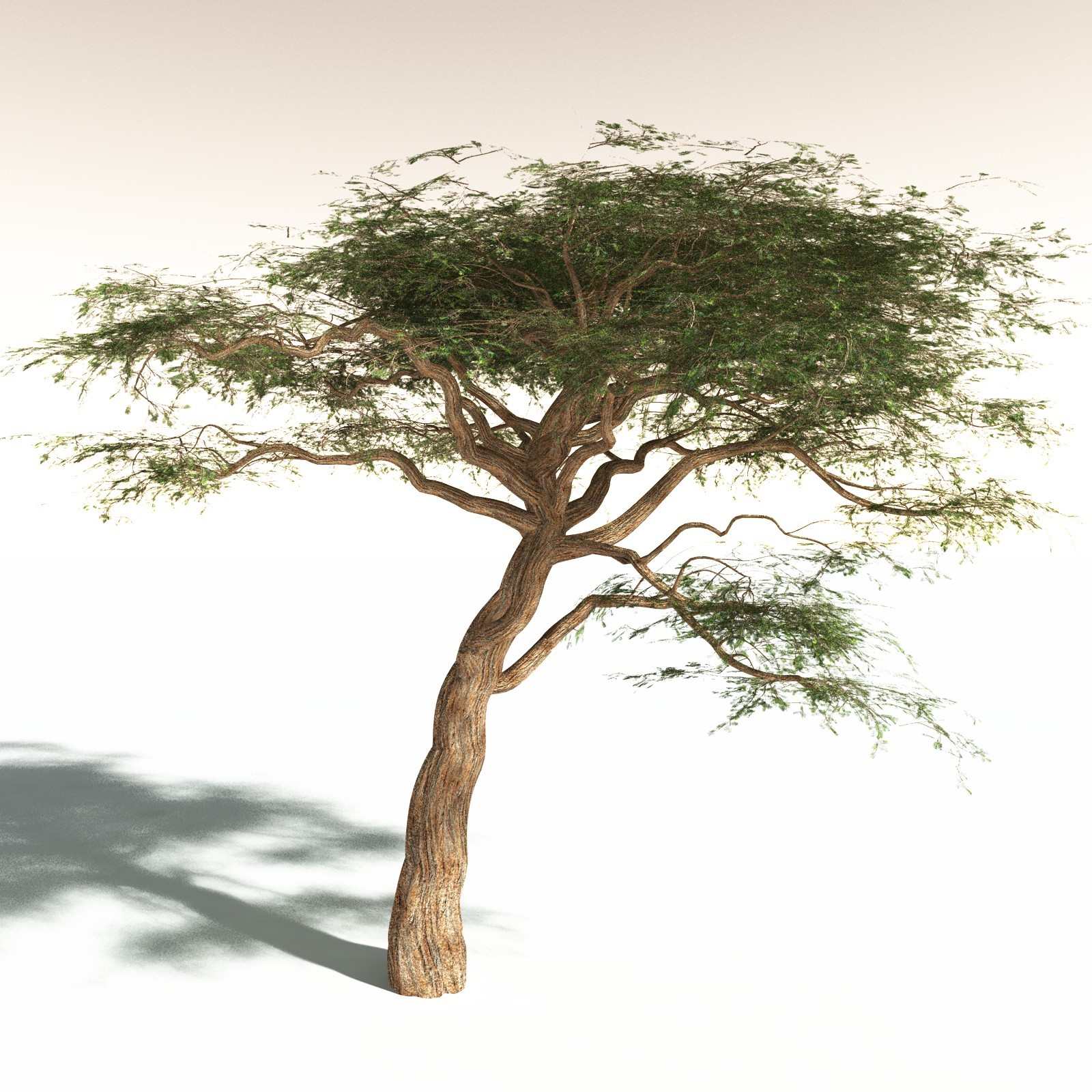 EVERYPlant Umbrella Thorn Acacia for Daz by N/A