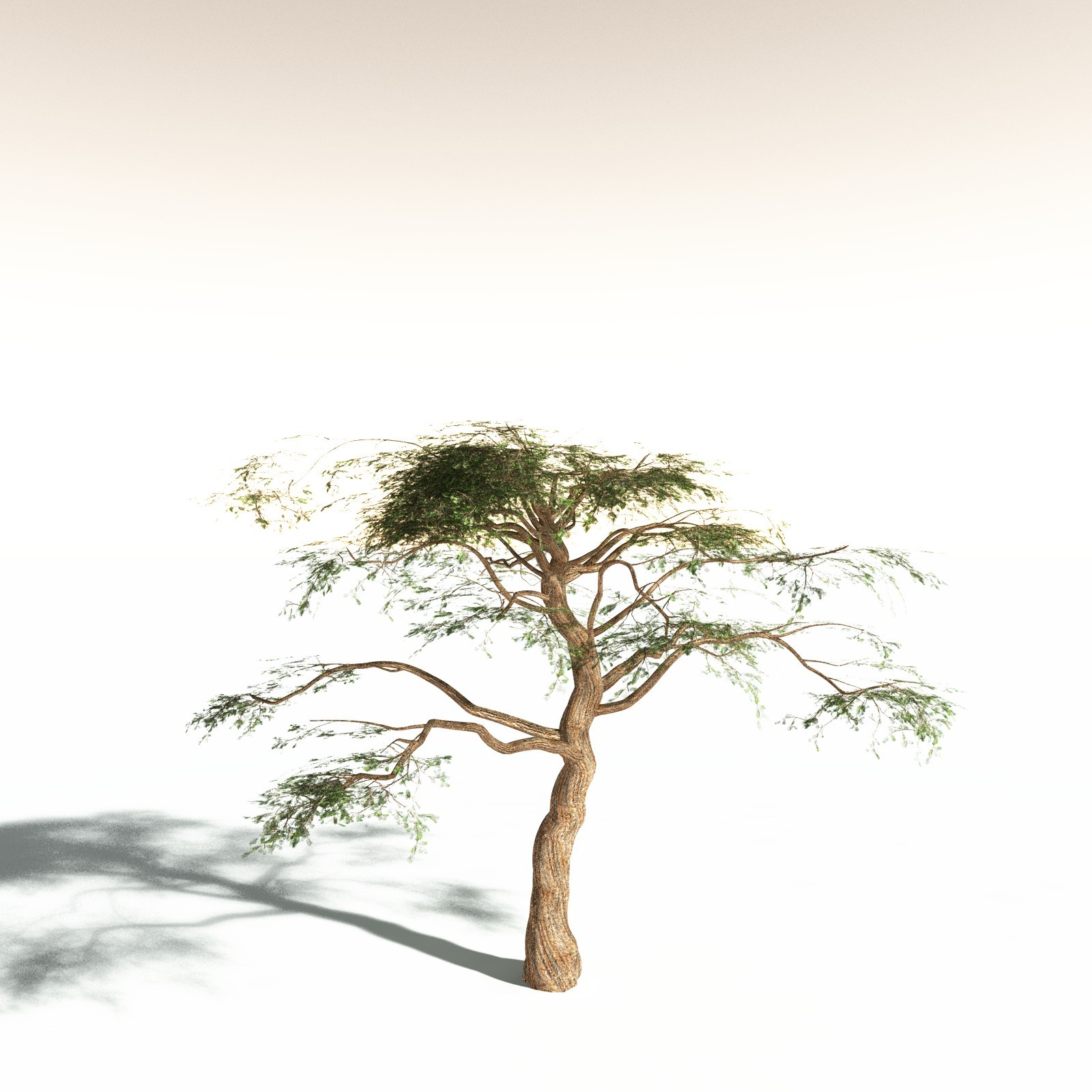 EVERYPlant Umbrella Thorn Acacia for Daz by N/A